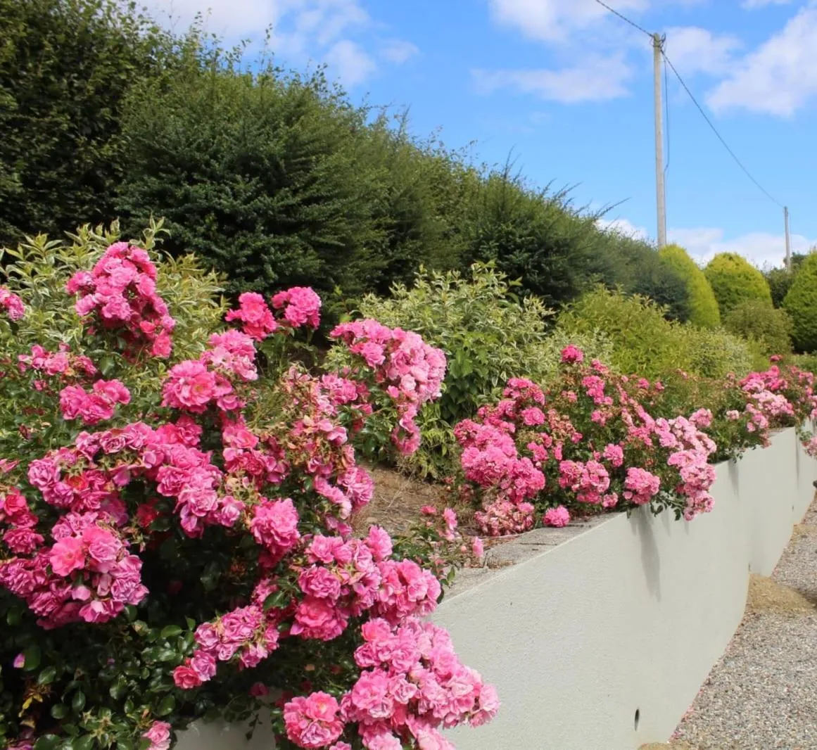 Garden in Mount Leinster View
