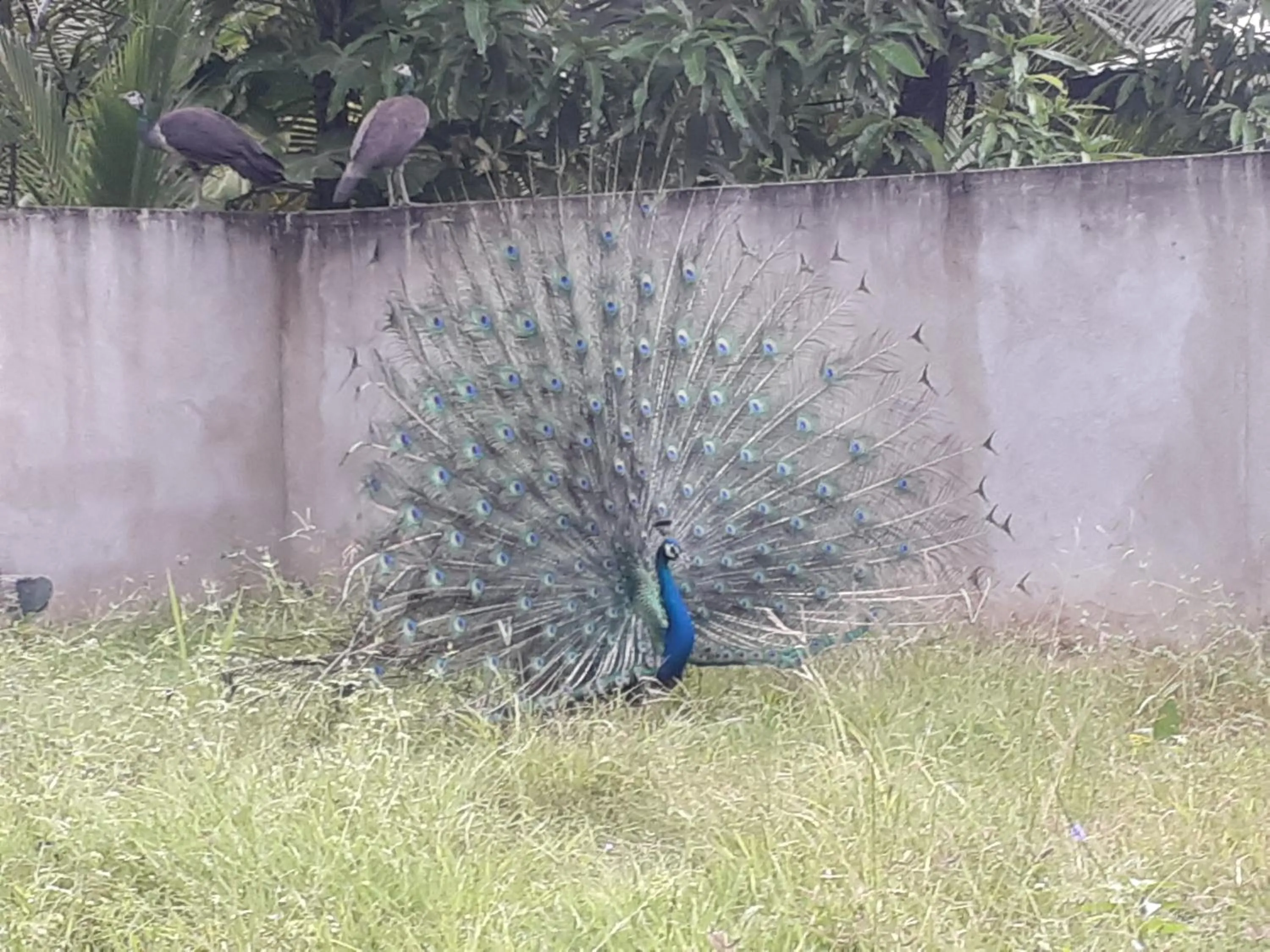 Animals in Aurelle Villa