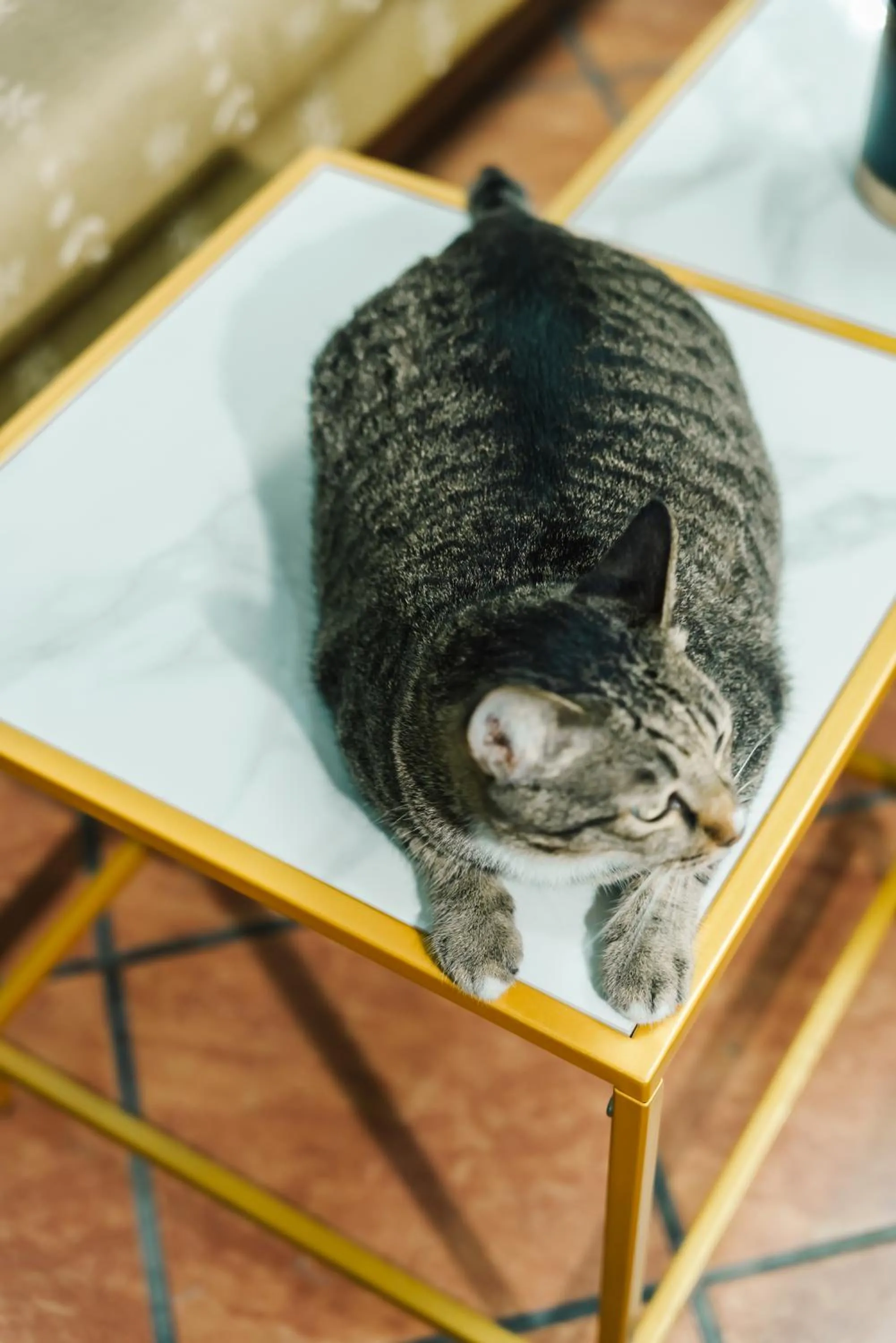 Pets in Saiyuan Residence Phuket