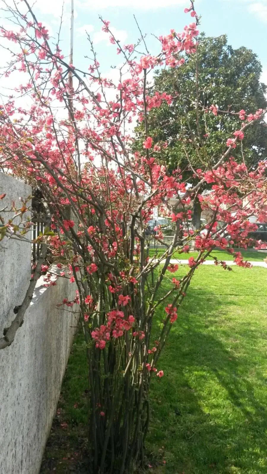Garden in B&B Villa Griselda