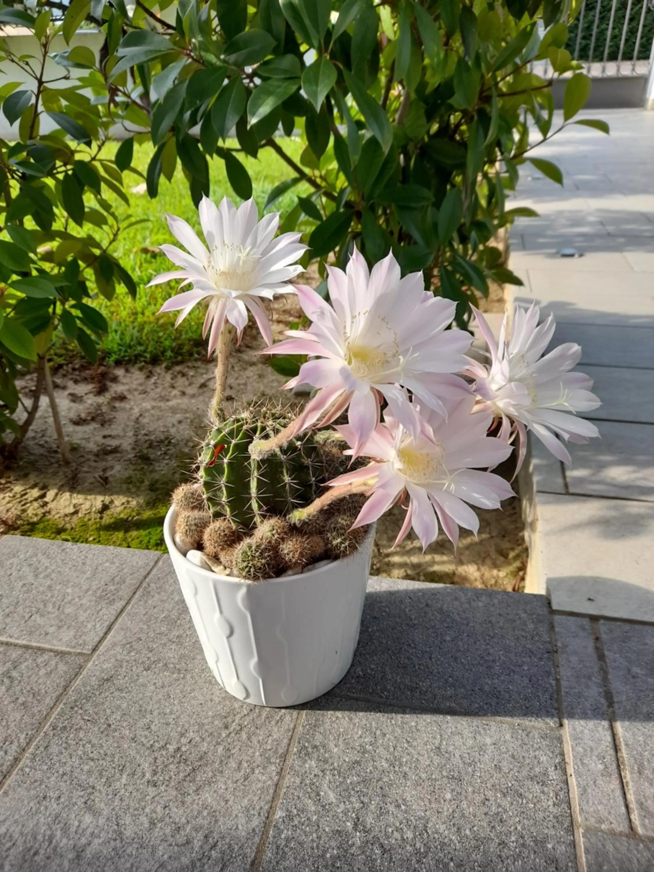 Garden in B&B Villa Griselda