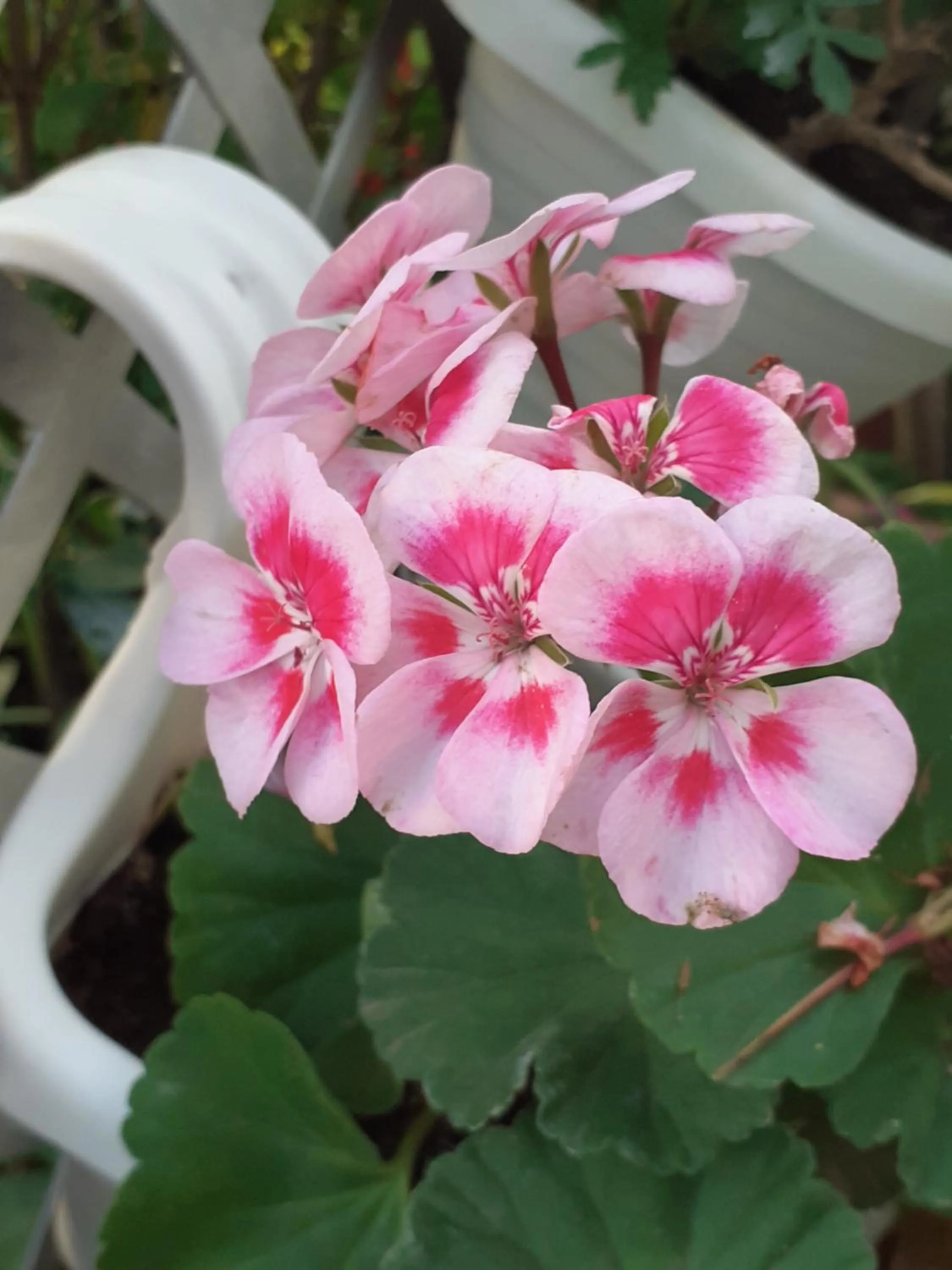B&B Alle Piscine Verona
