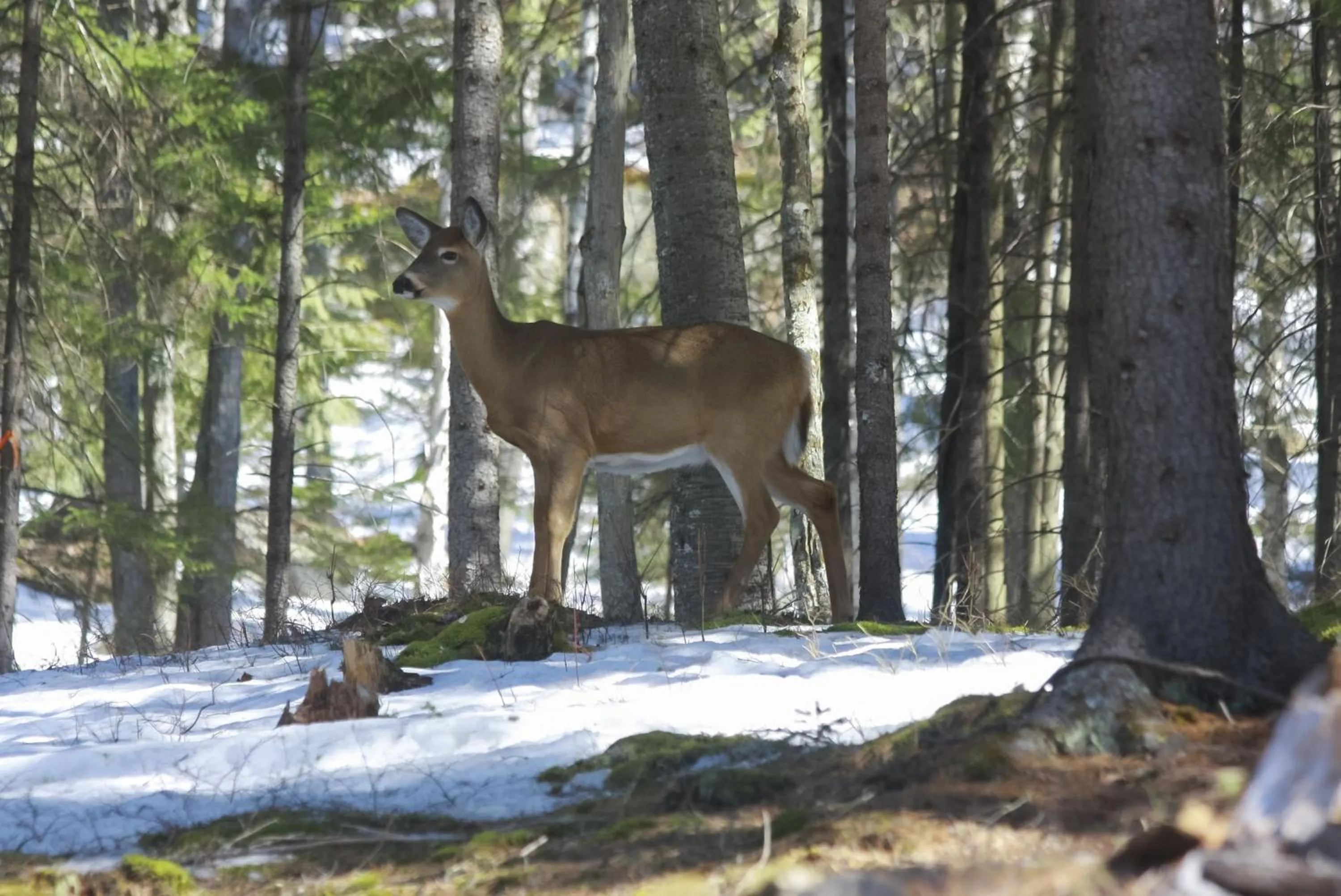 Animals in Belle de Nuit