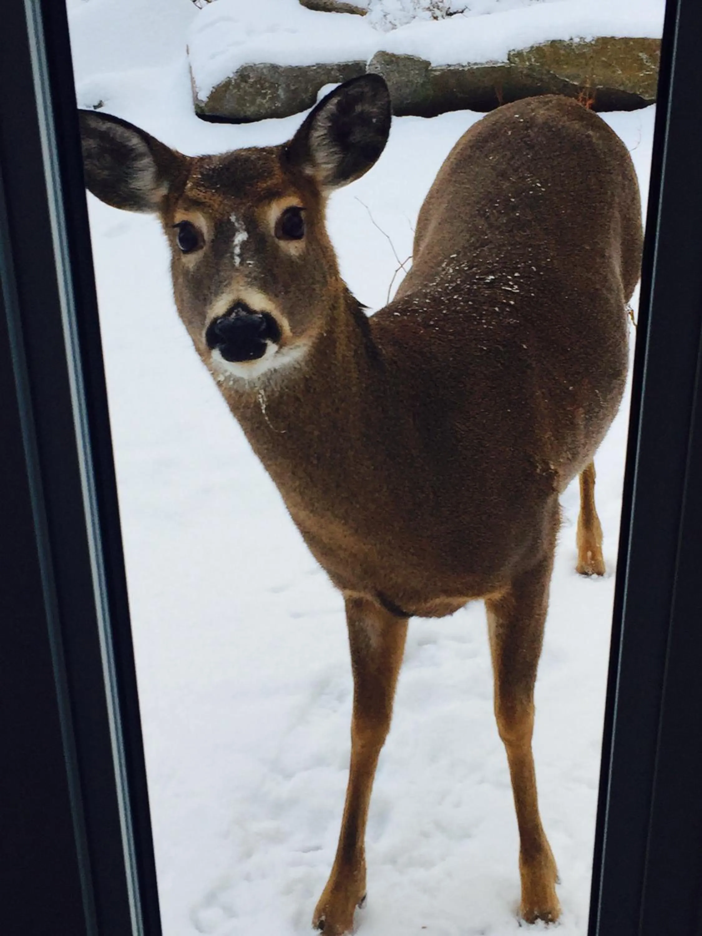 Winter in Belle de Nuit