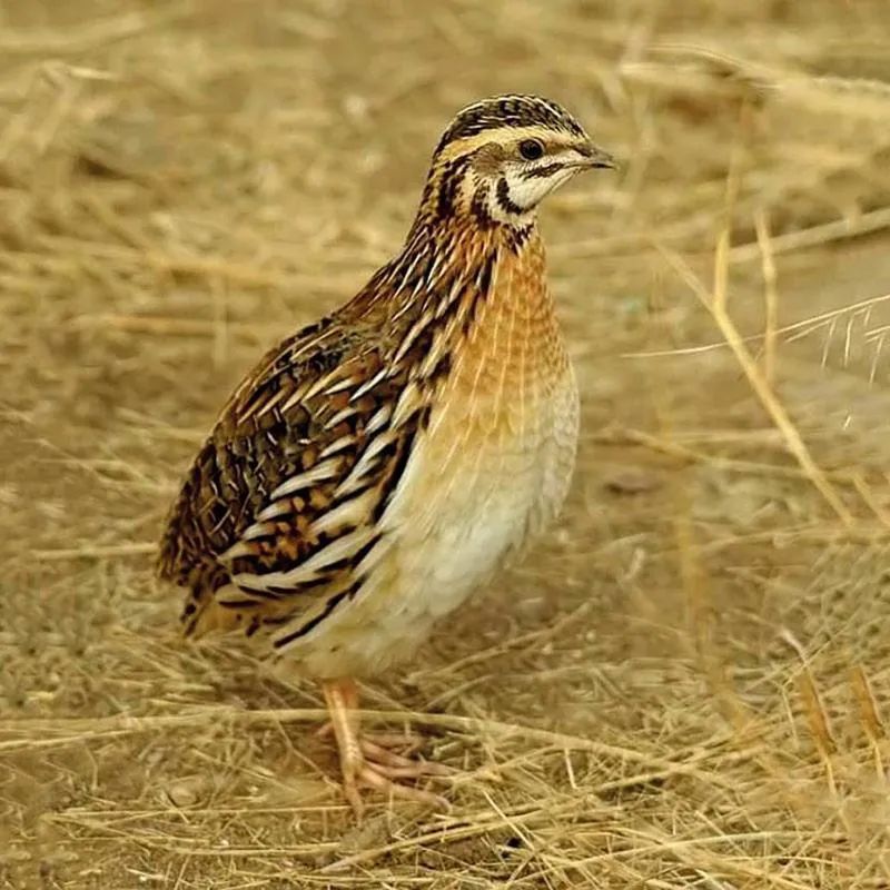 Casale delle Rose B&B Fattoria