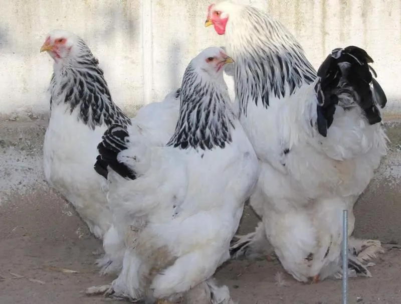 Casale delle Rose B&B Fattoria