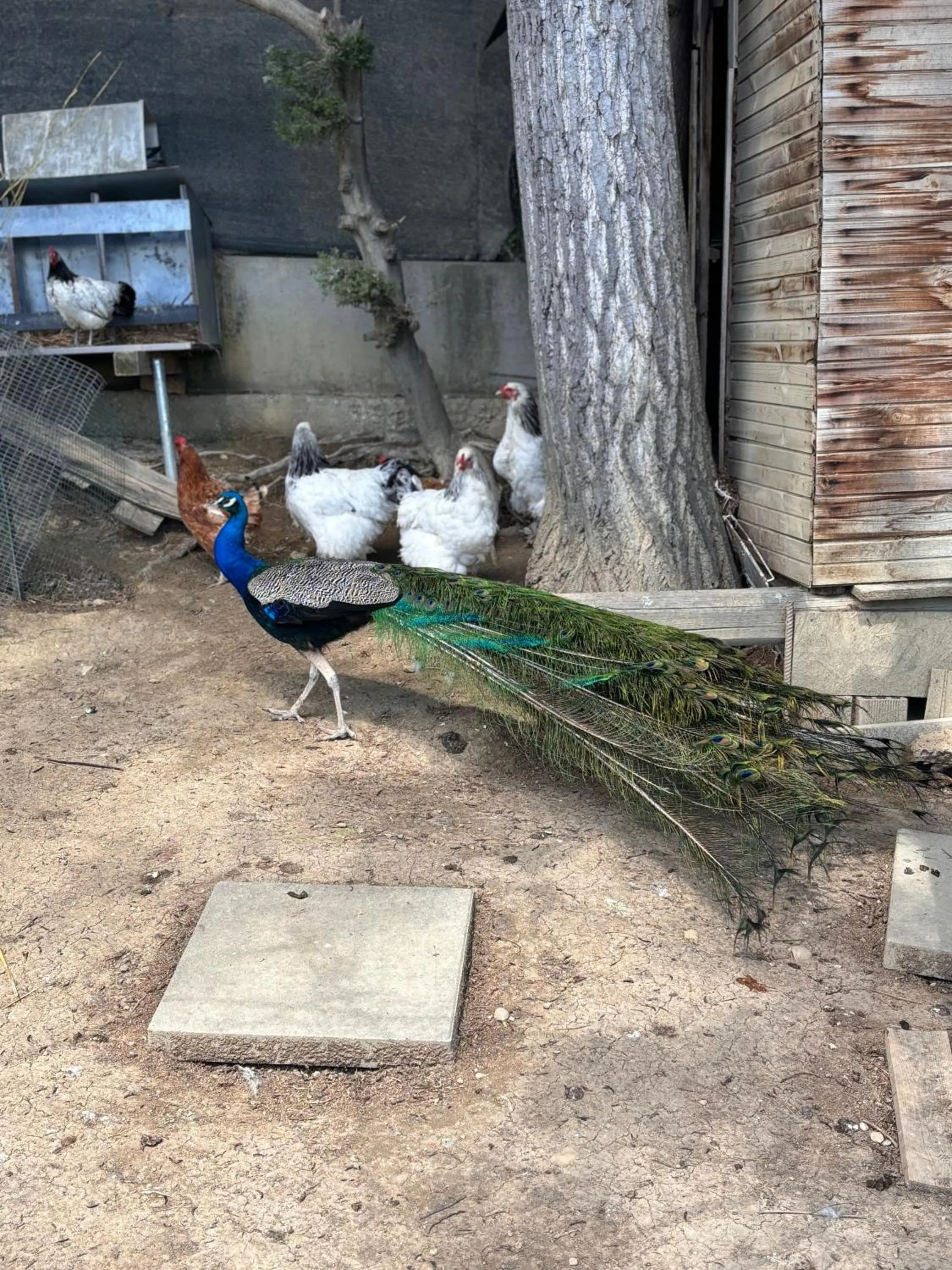 Casale delle Rose B&B Fattoria