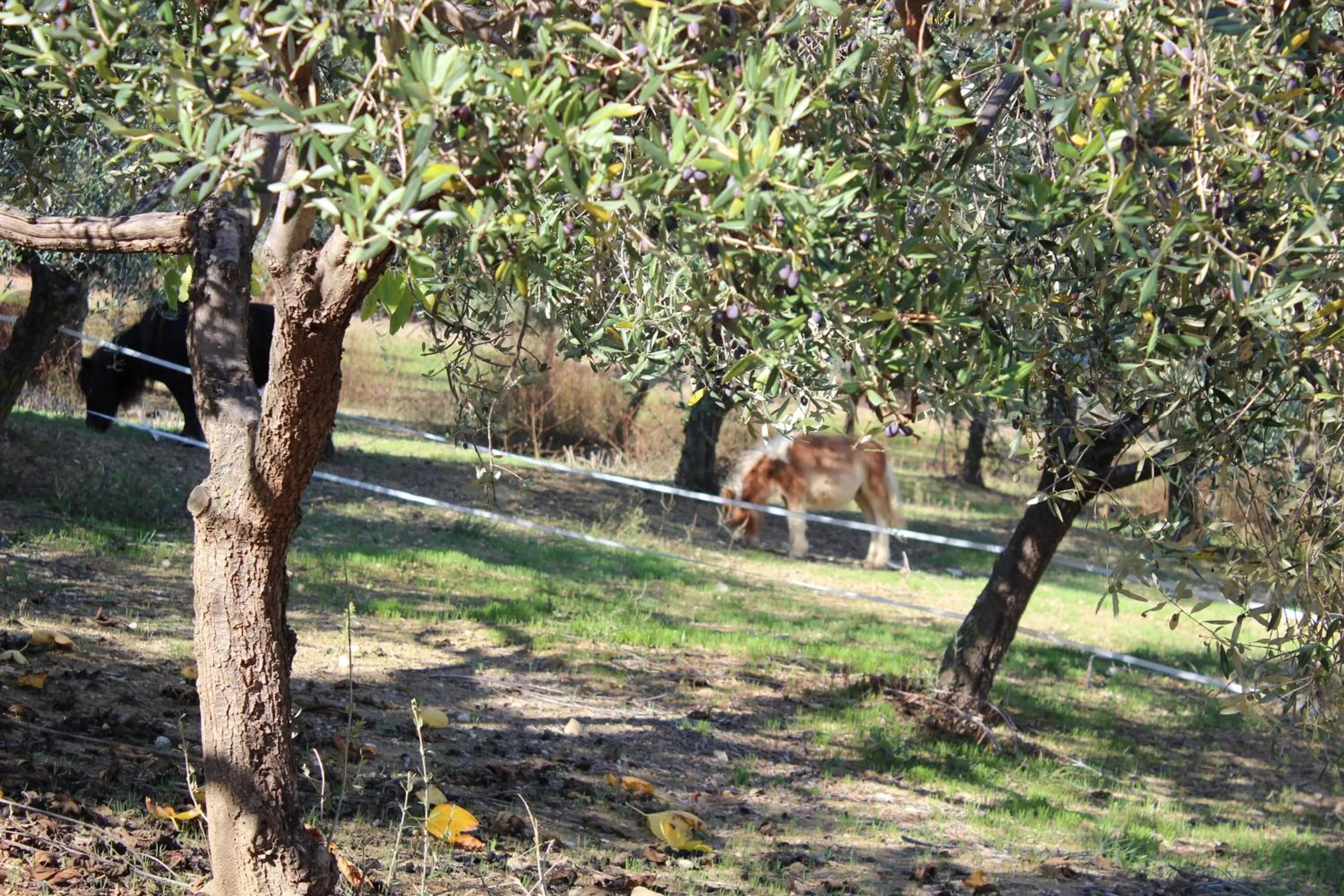 Animals in Casale delle Rose B&B Fattoria