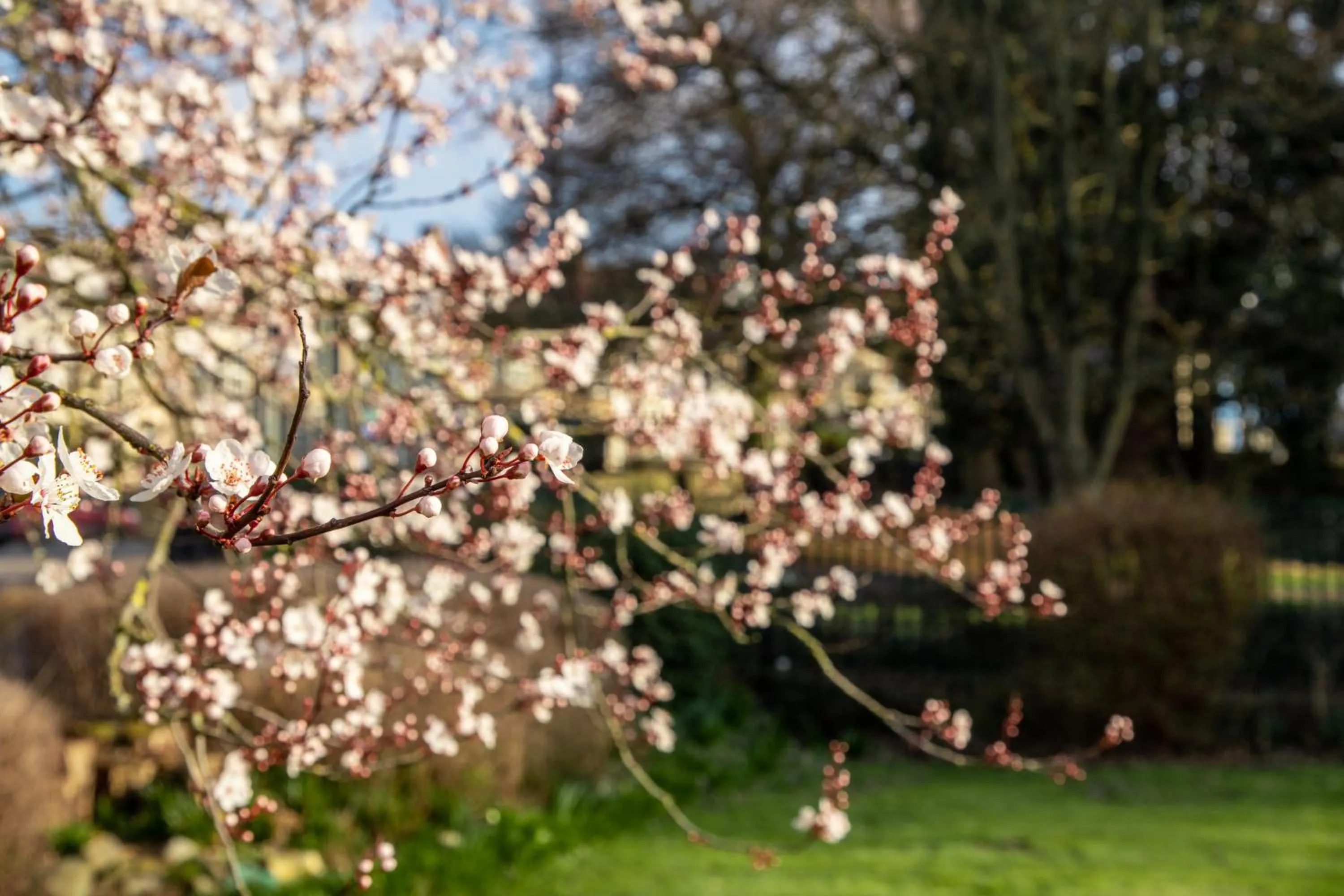 Garden in Arnos Manor Hotel