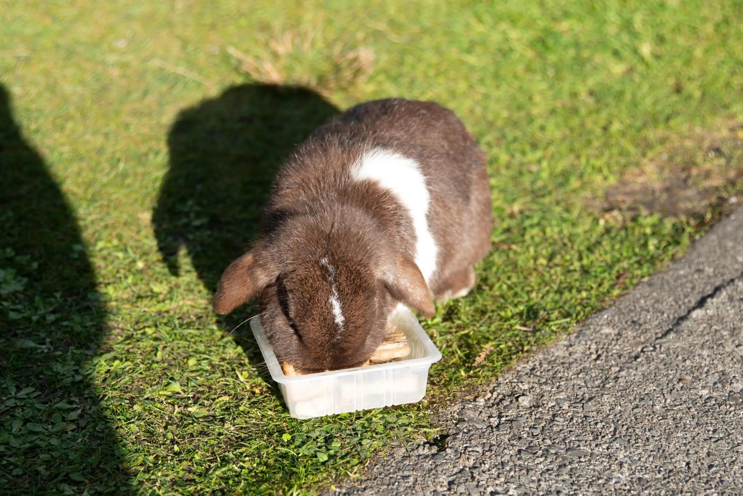 Garden view in Fox Glacier Lodge