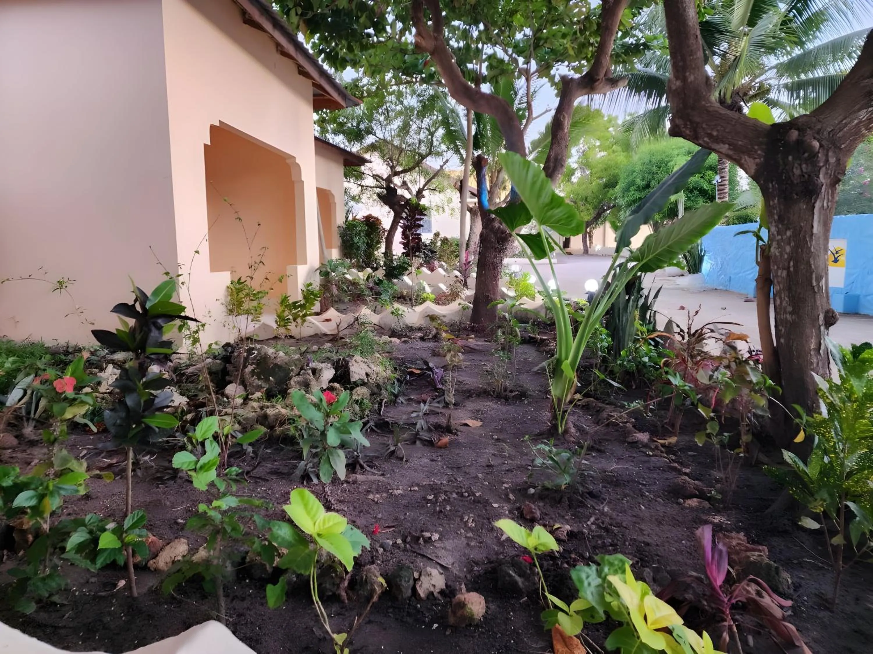 Garden in Seagull Nungwi Resort