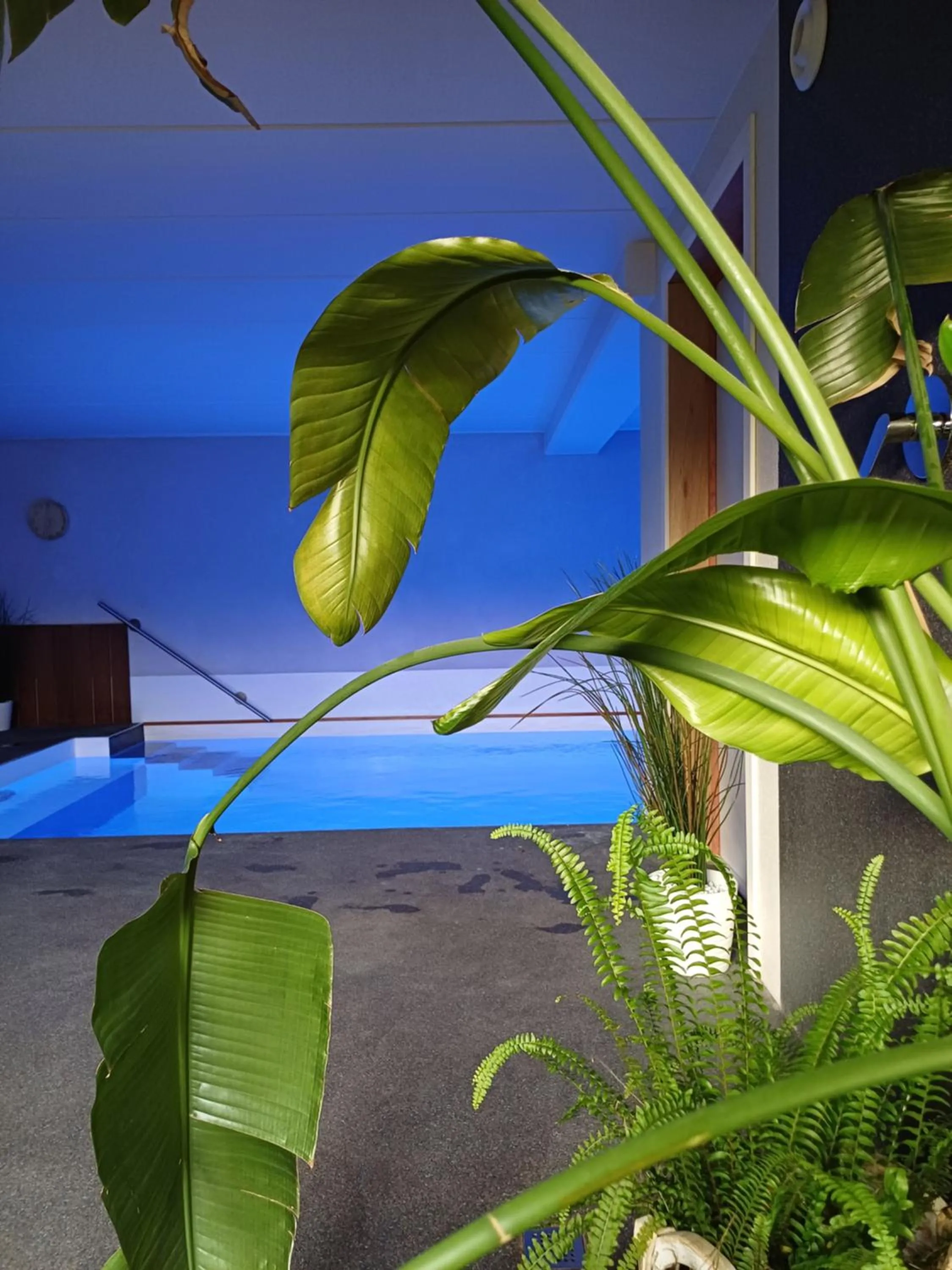 Swimming pool in La Chamallow Vachement Douillet
