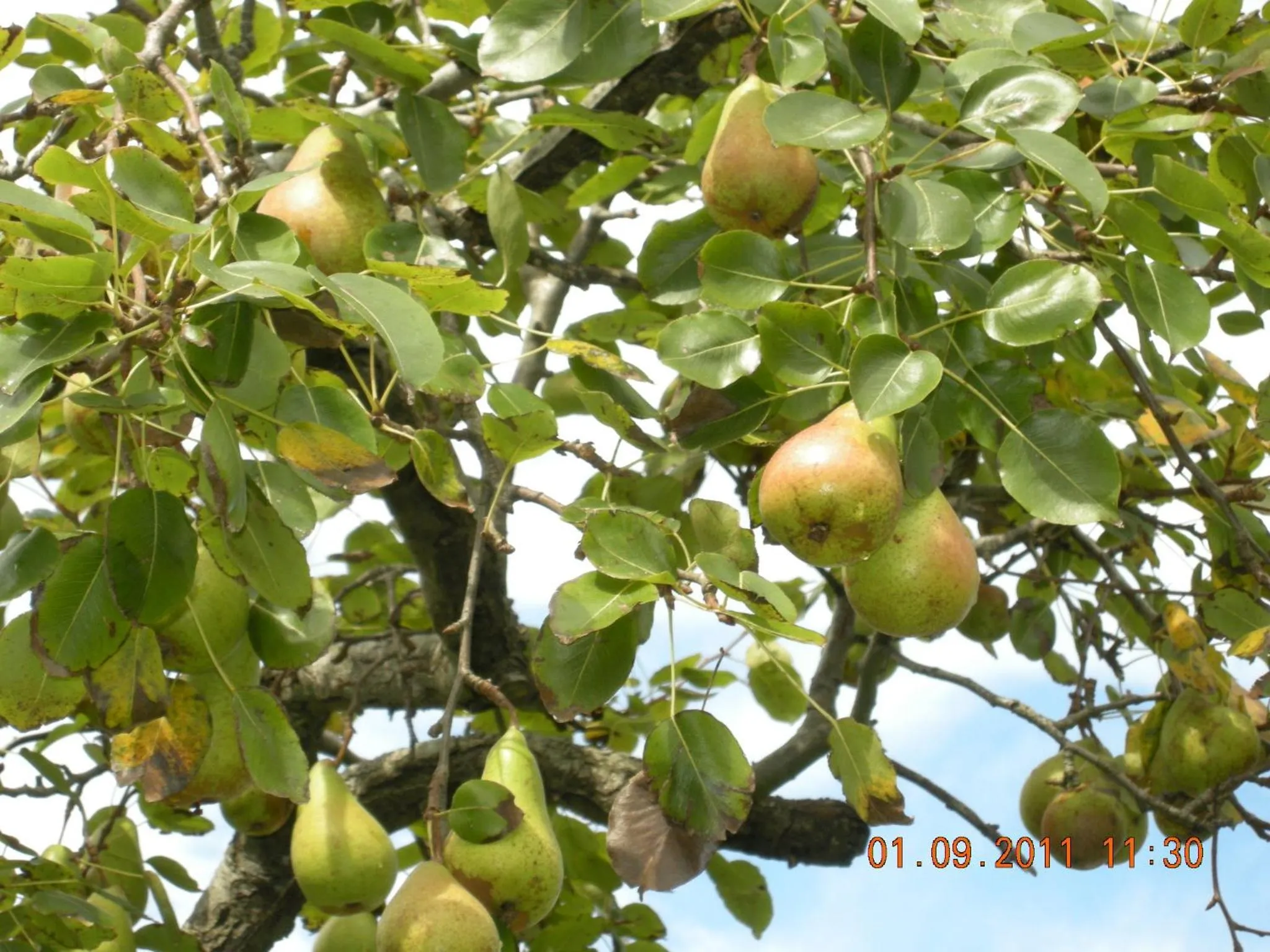 Garden in Finca Portizuelo