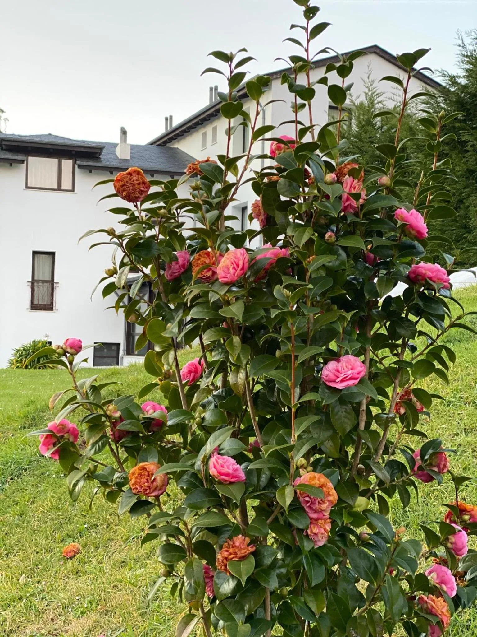 Garden in Finca Portizuelo