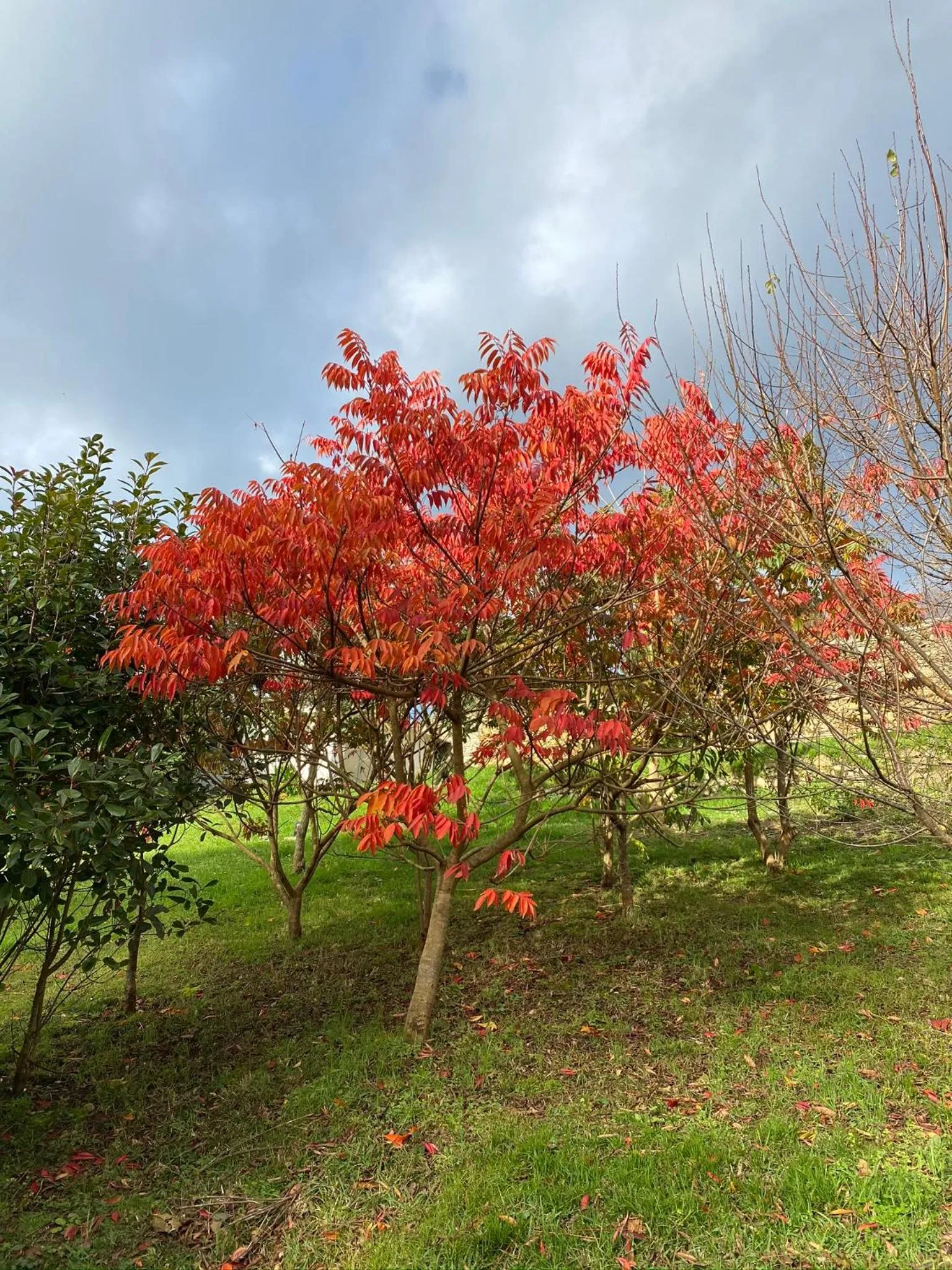 Garden in Finca Portizuelo