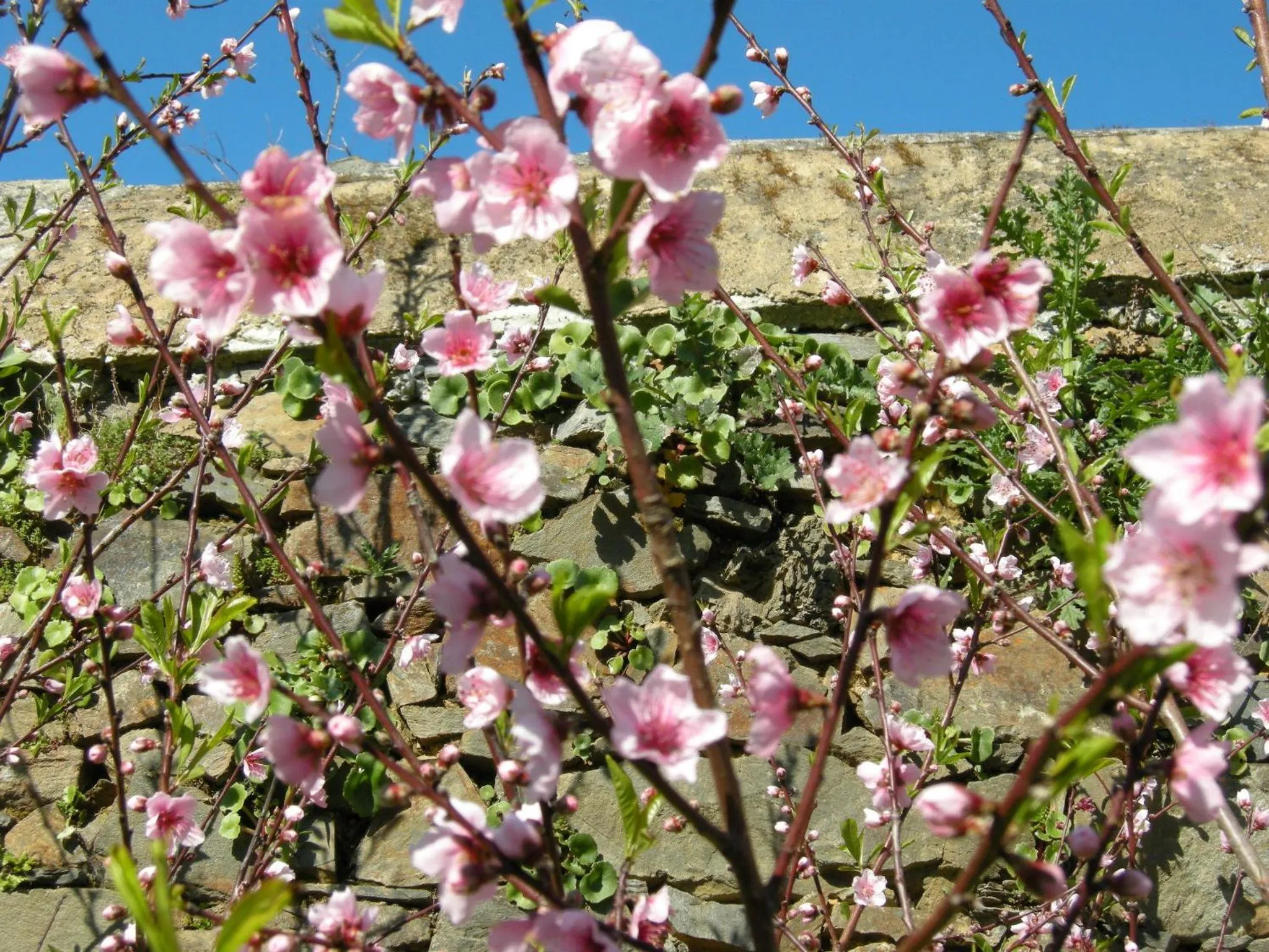 Garden in Finca Portizuelo