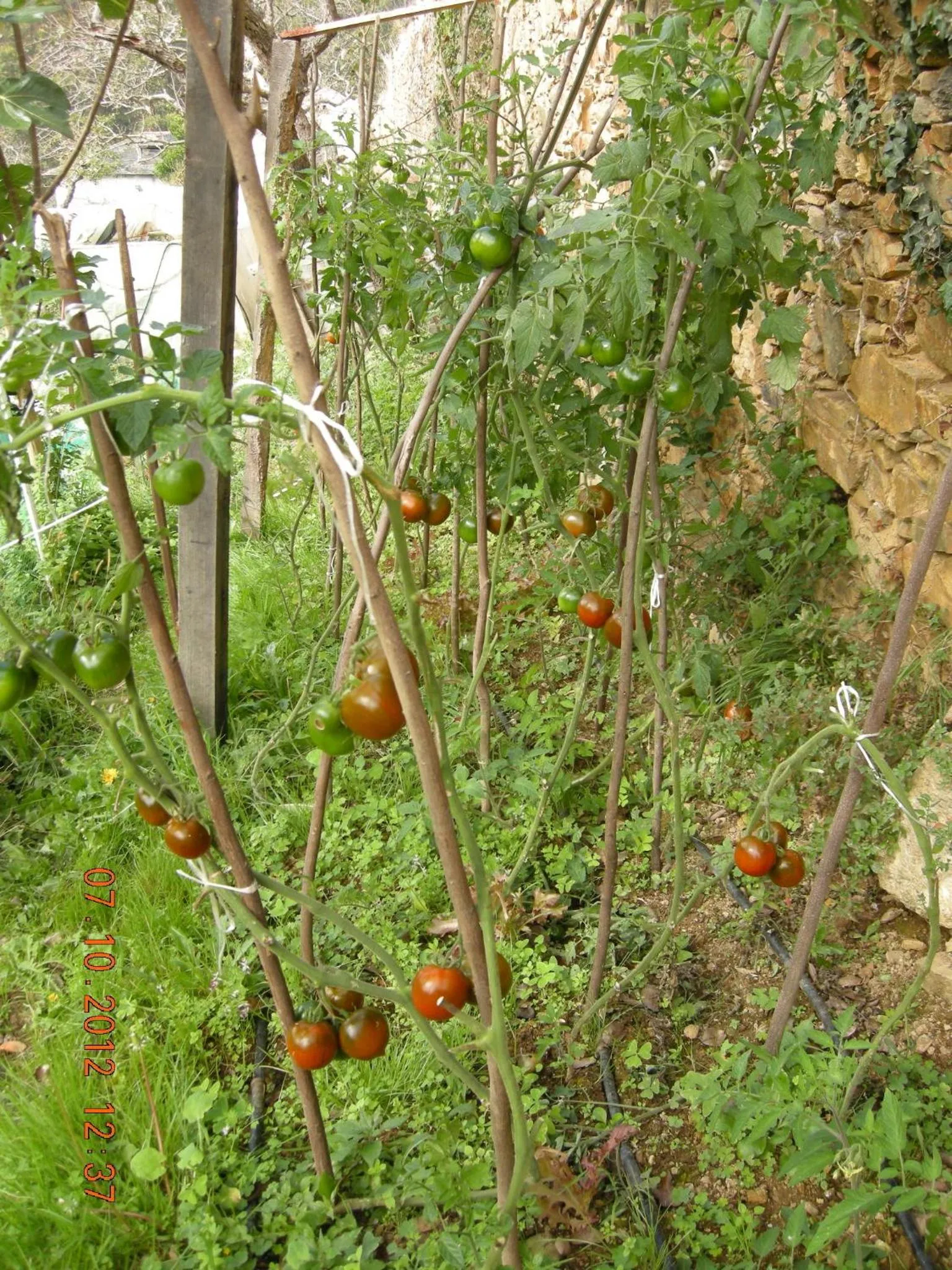 Garden in Finca Portizuelo