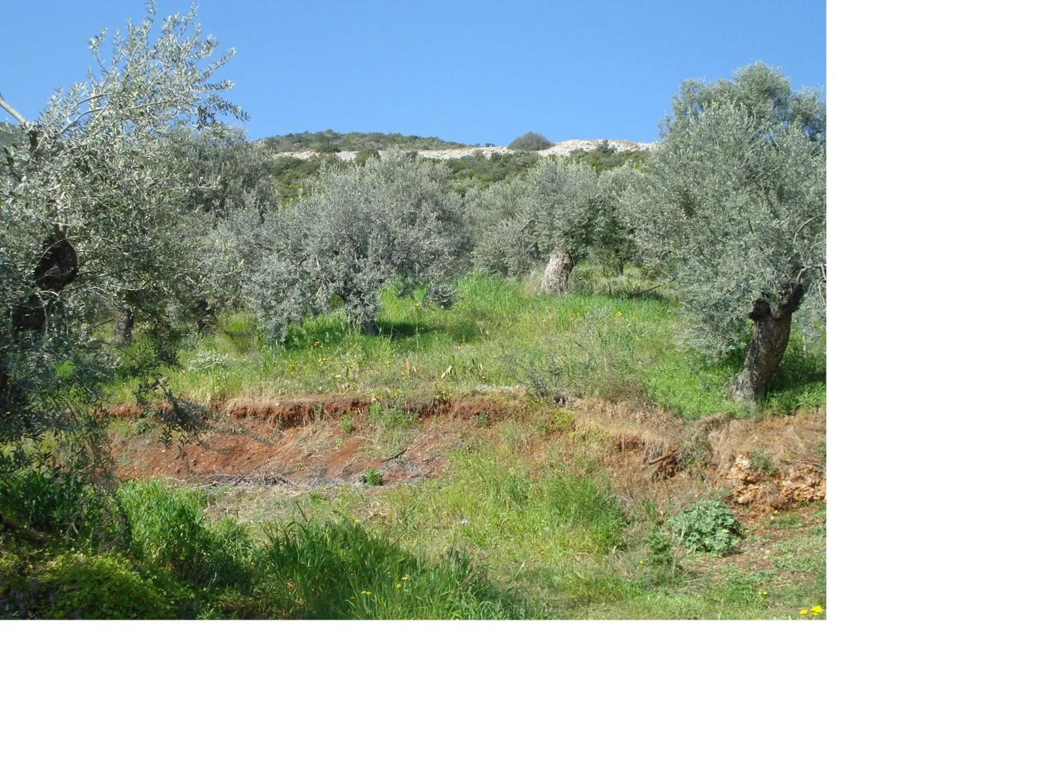 Natural landscape in Athina EcoFarm