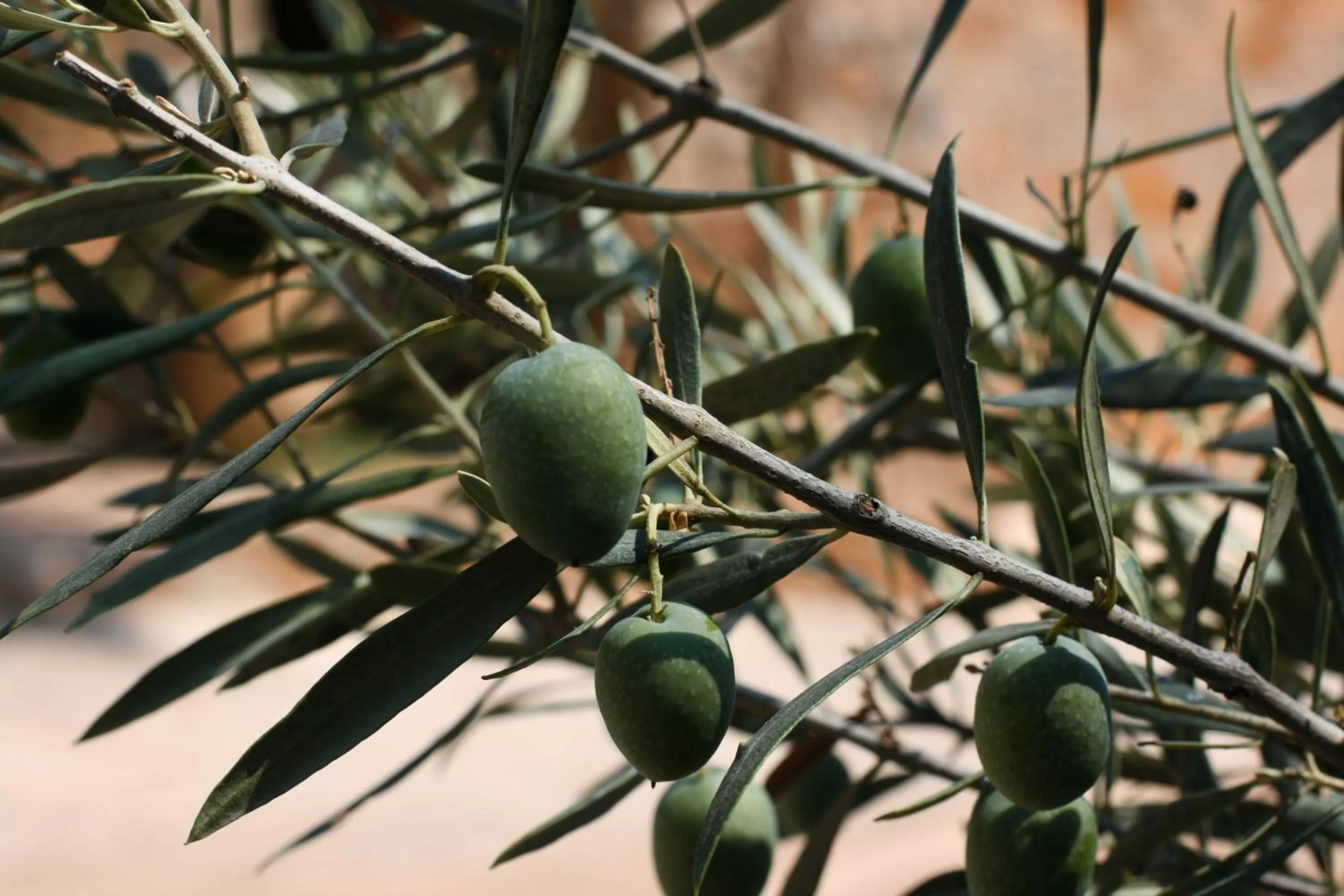 Garden in Athina EcoFarm