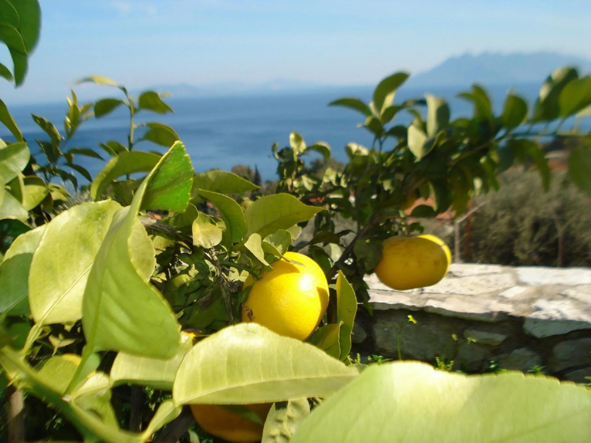 Garden in Athina EcoFarm