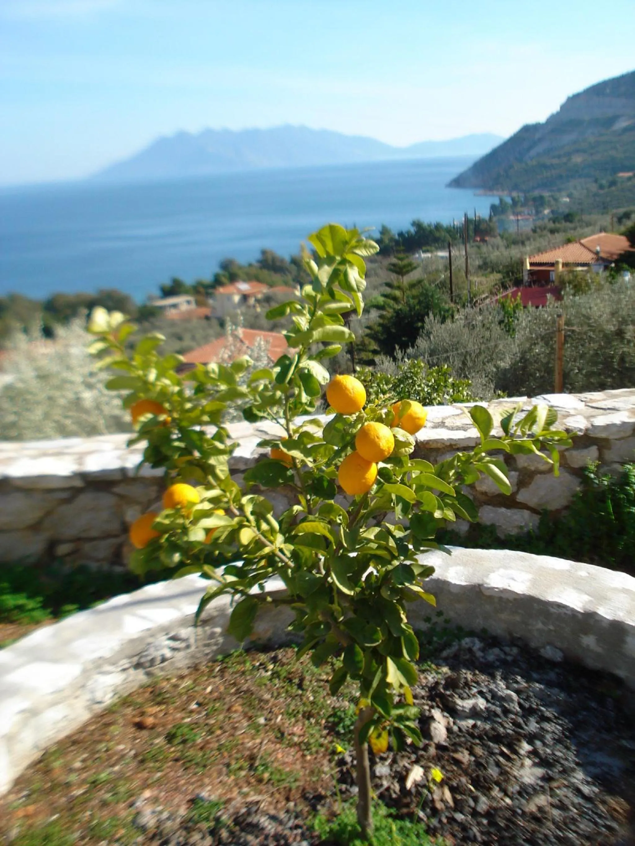 Garden in Athina EcoFarm