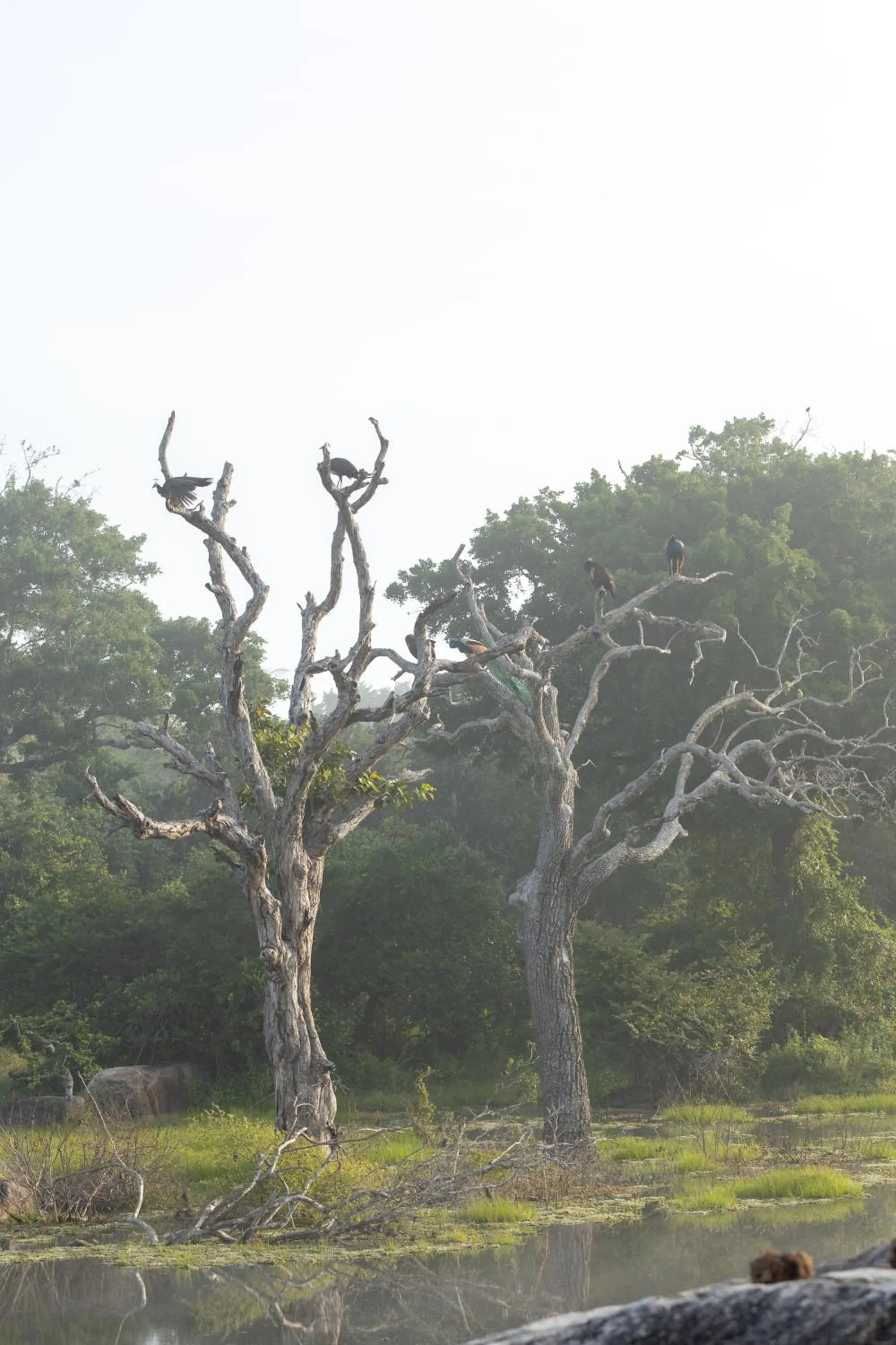 Natural landscape in Koragaha Lodge - Yala