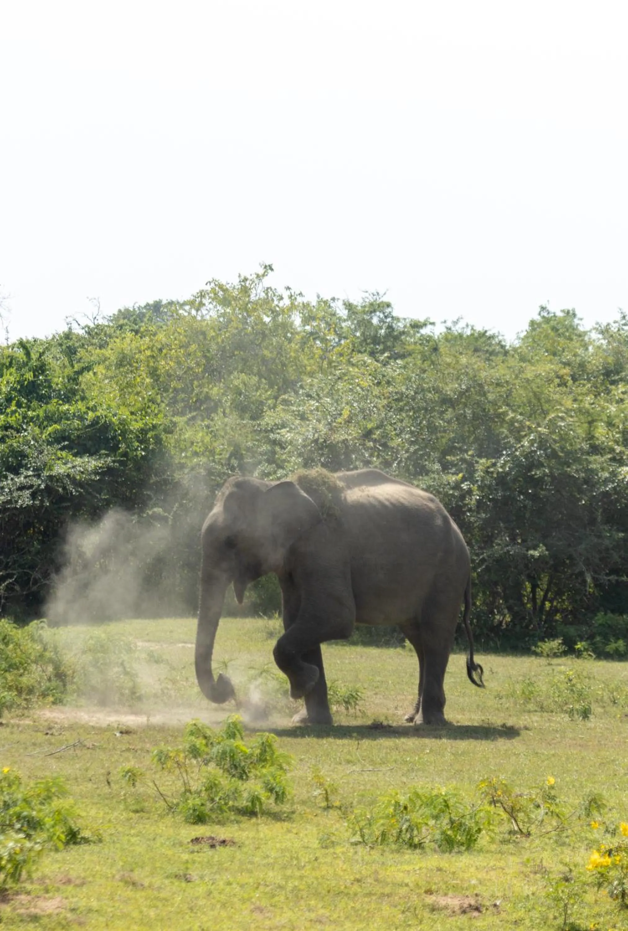 Animals in Koragaha Lodge - Yala