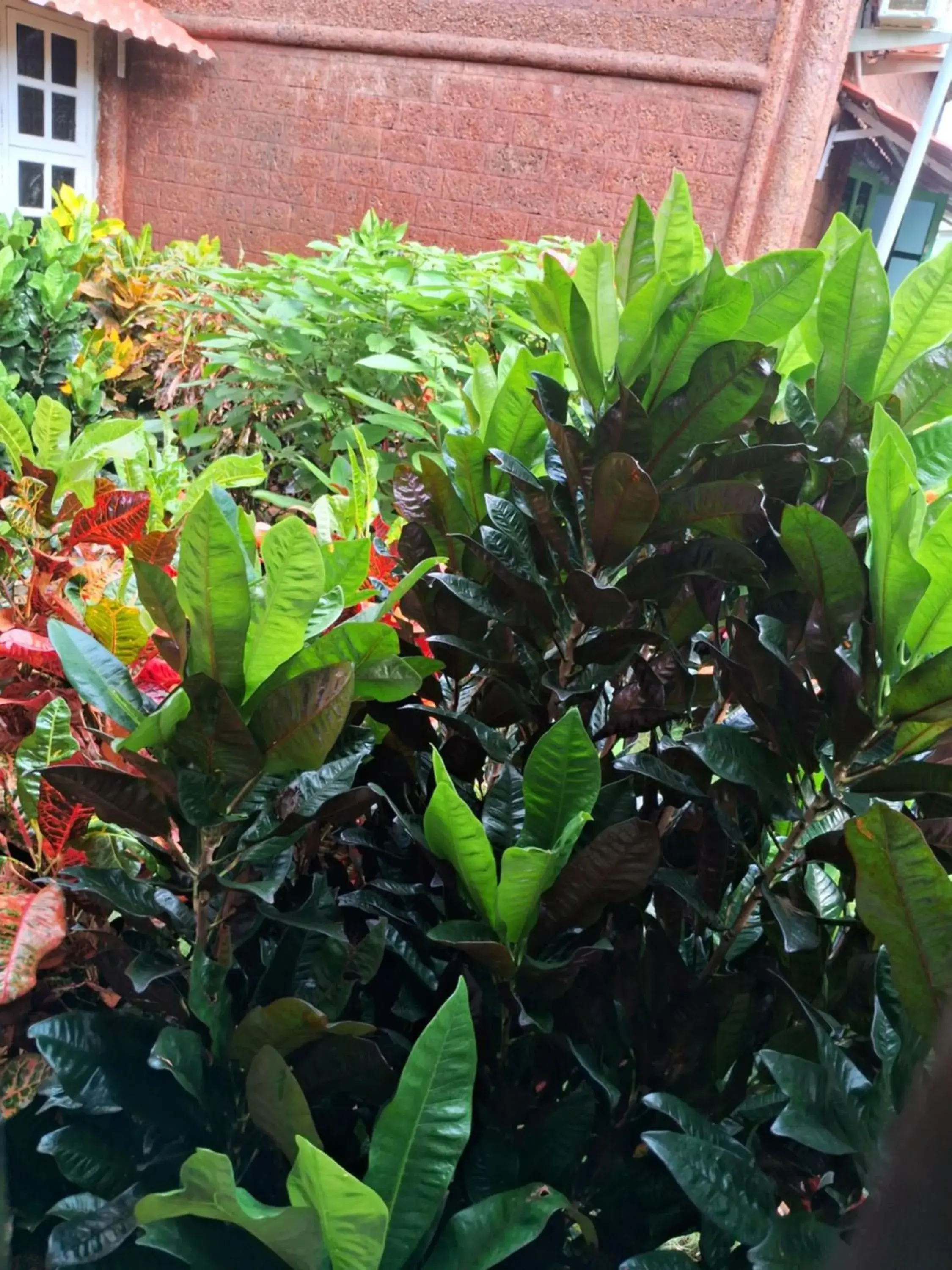 Garden view in Mudra beach villa Gokarna Garden view in Mudra beach villa Gokarna