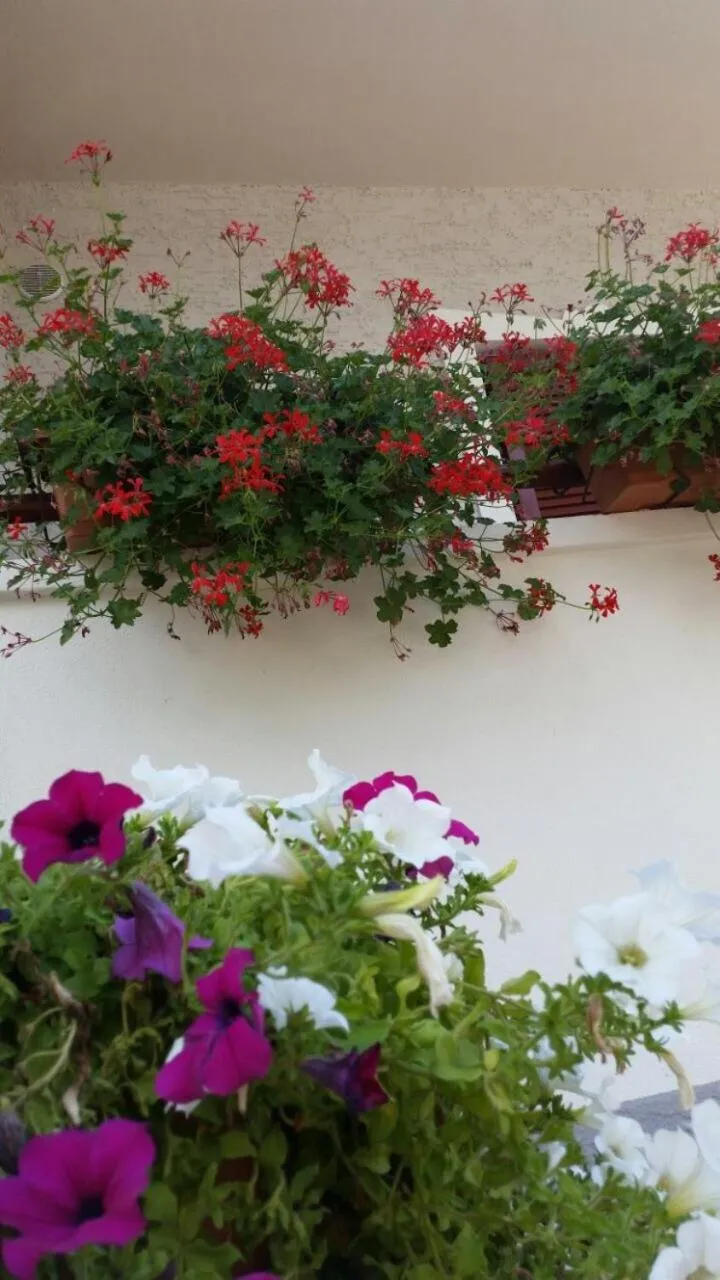 Balcony/Terrace in Garni Villa Betty
