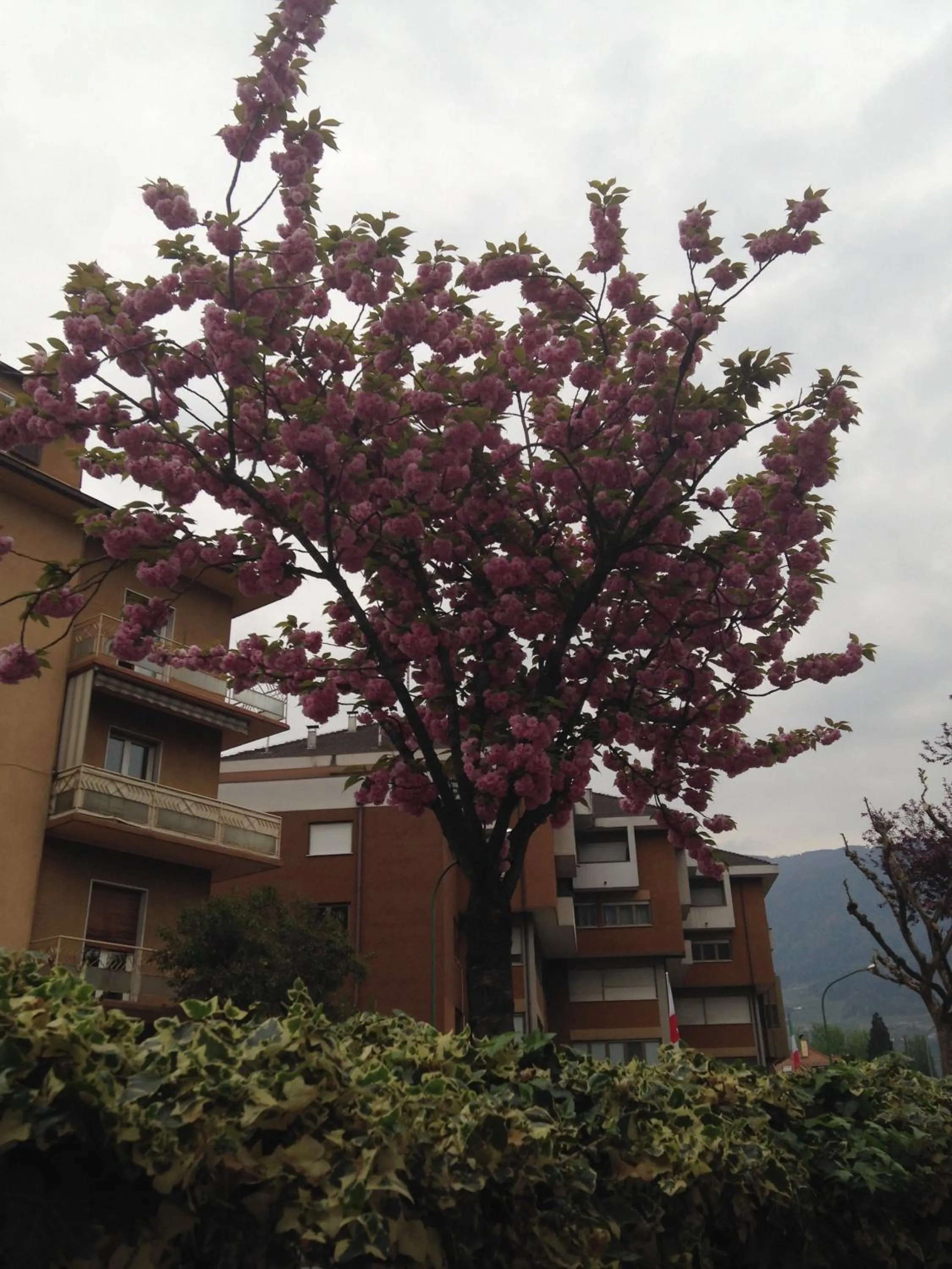 Garden view in Garni Villa Betty