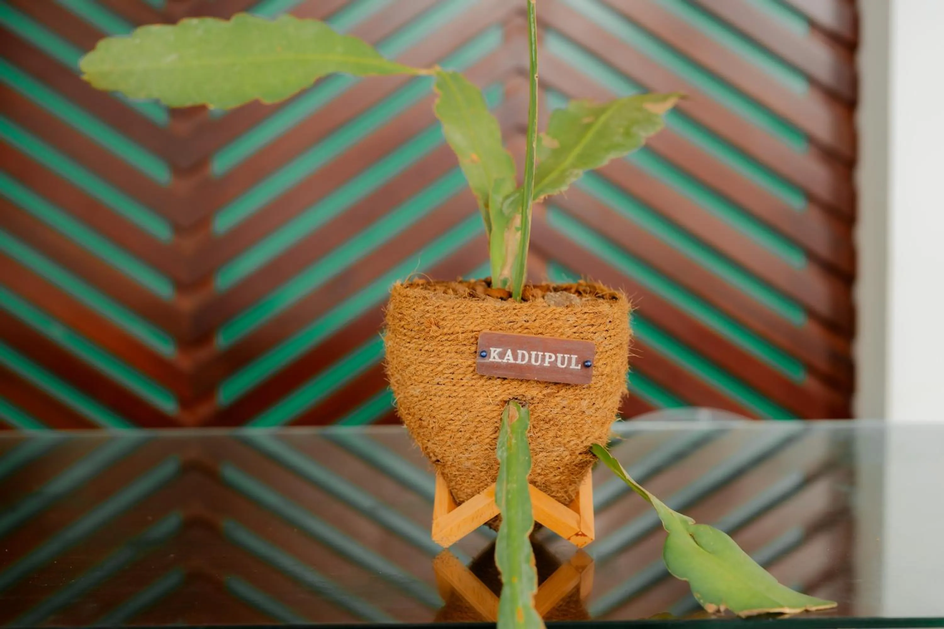 Spring in KADUPUL By Serenity