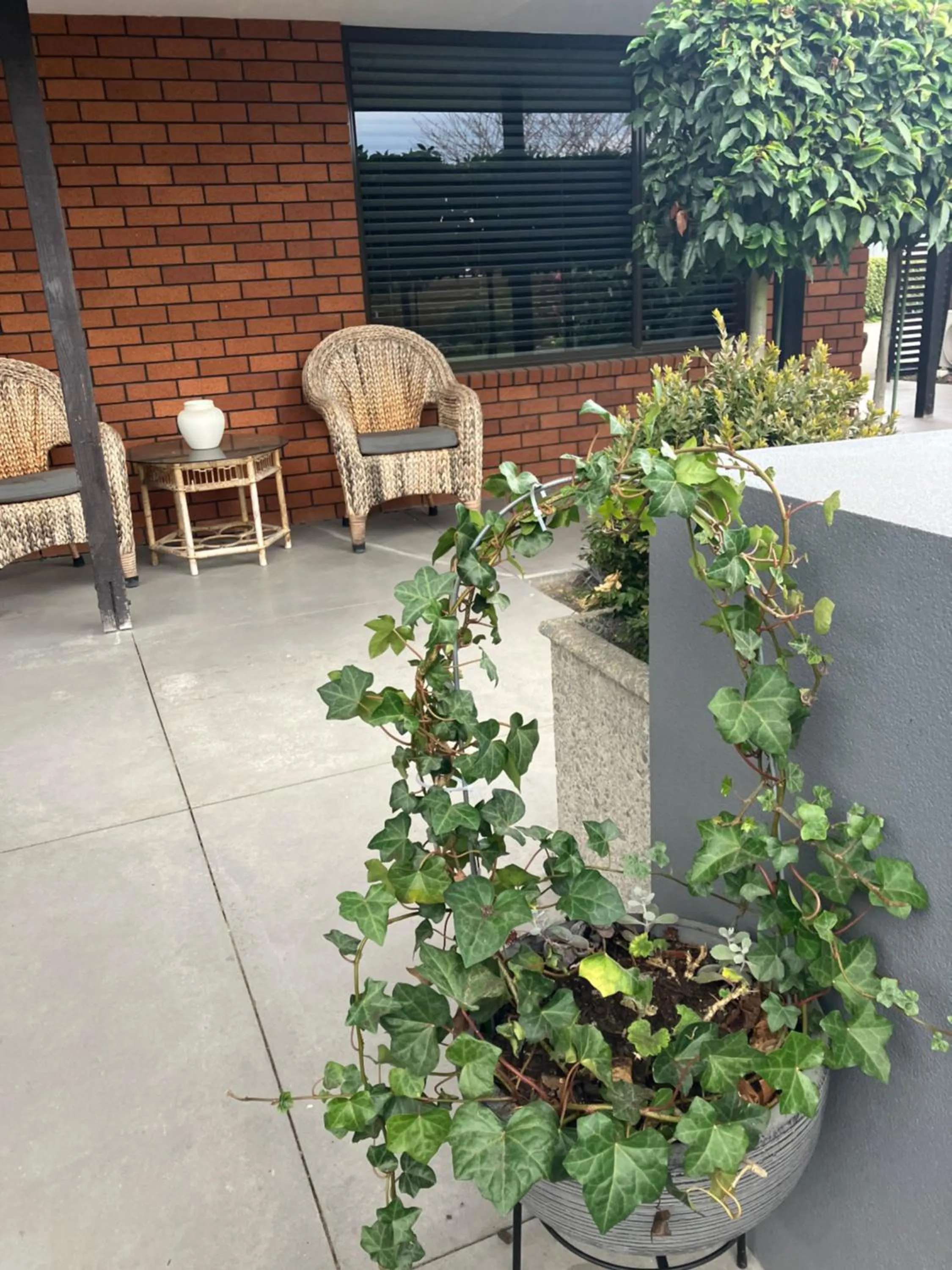 Garden in Maples on Harewood