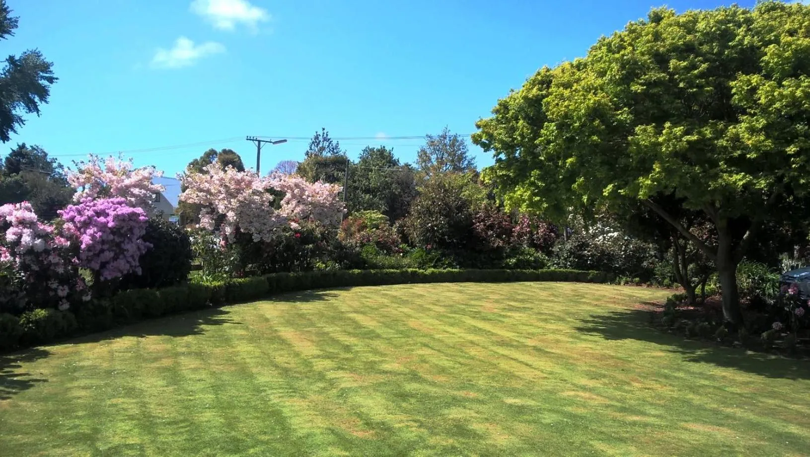 Spring in Maples on Harewood