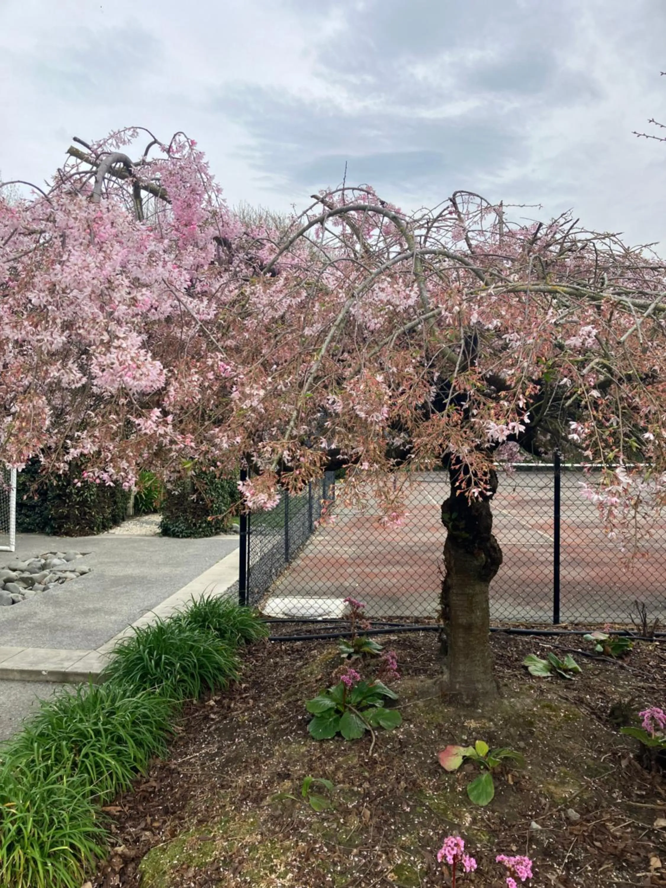 Garden in Maples on Harewood