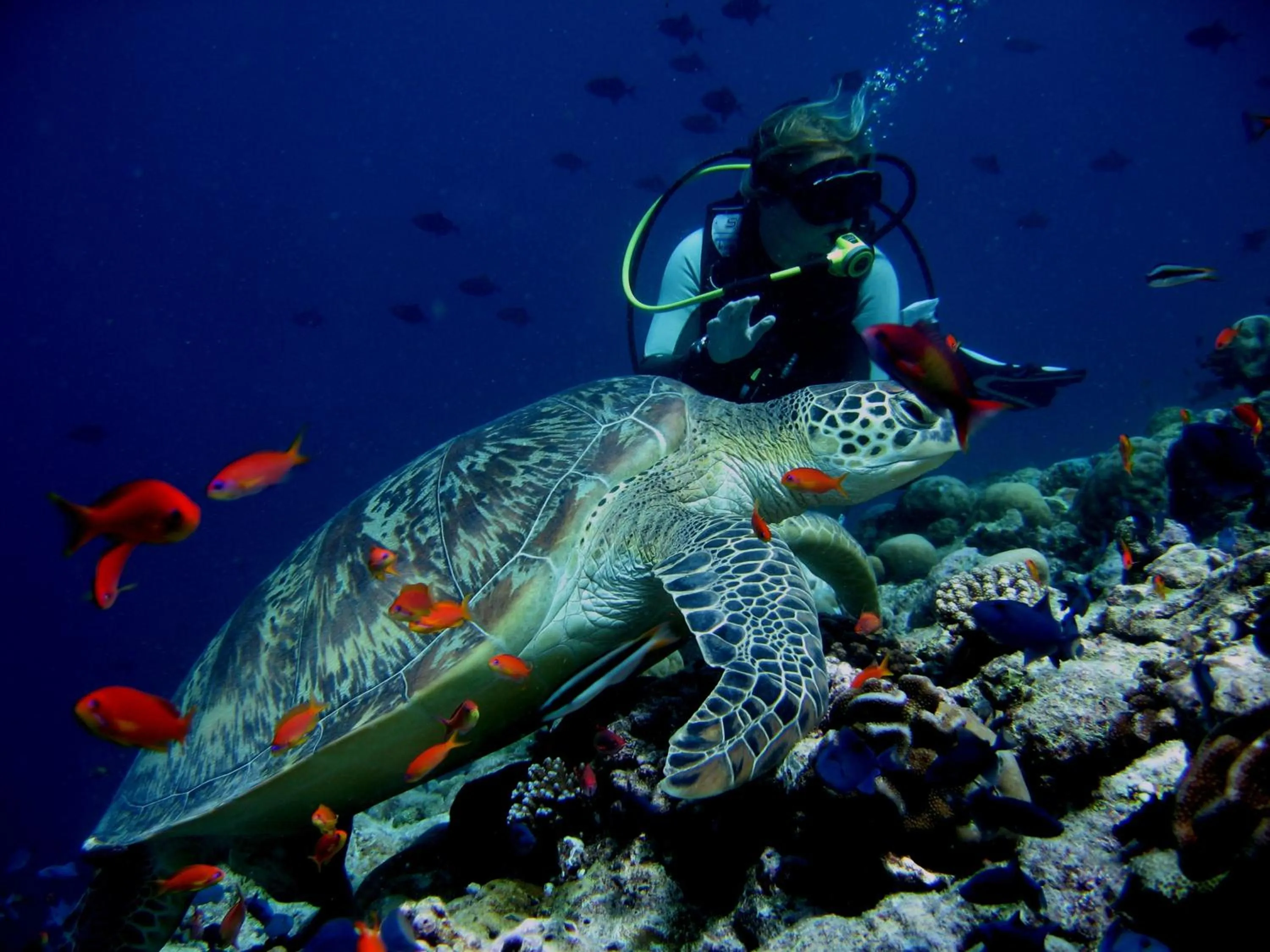Diving in Koimala Hotel
