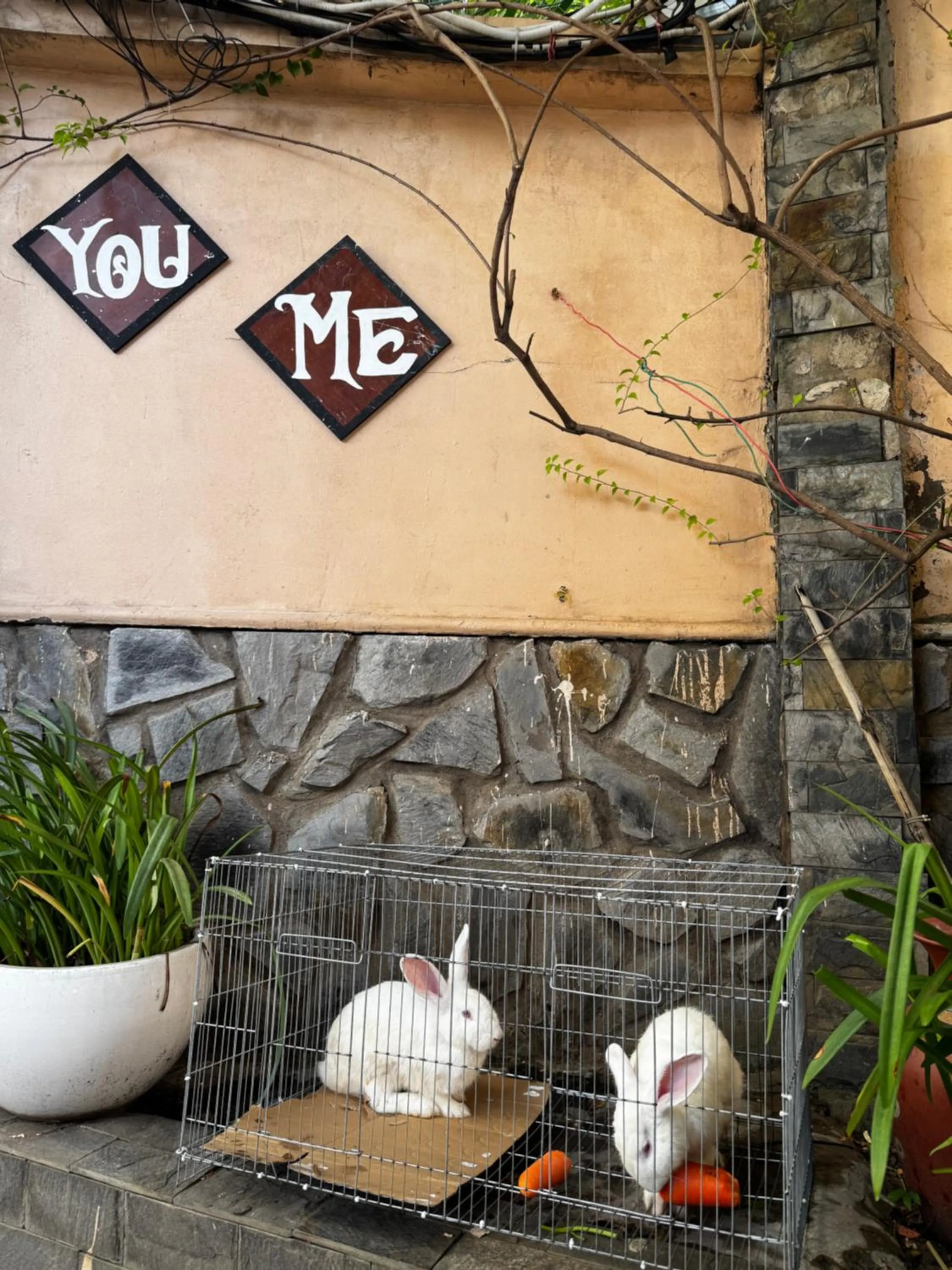 Animals in Ha Long hotel