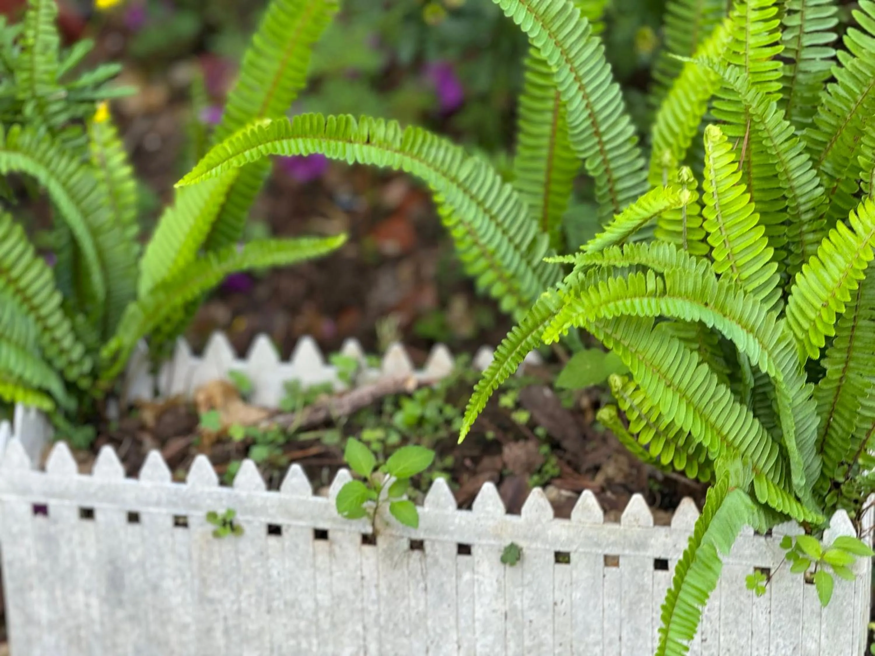 Spring in Ha Long hotel