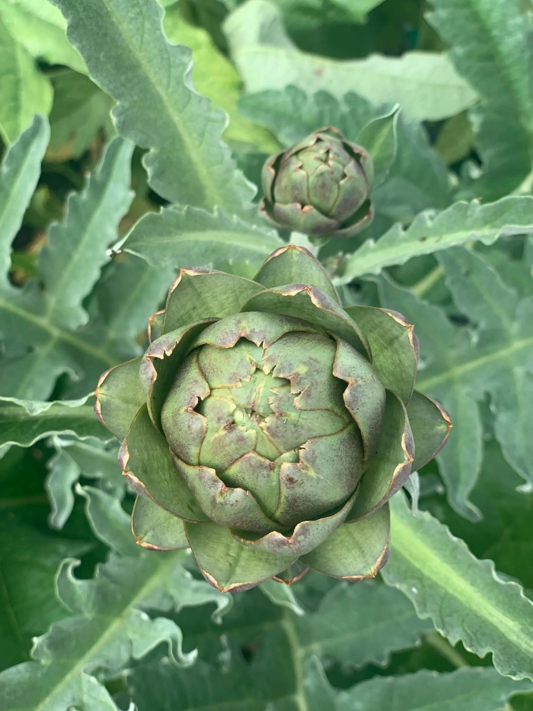 Garden in Wester Auchraw Longhouse Artful highland stay
