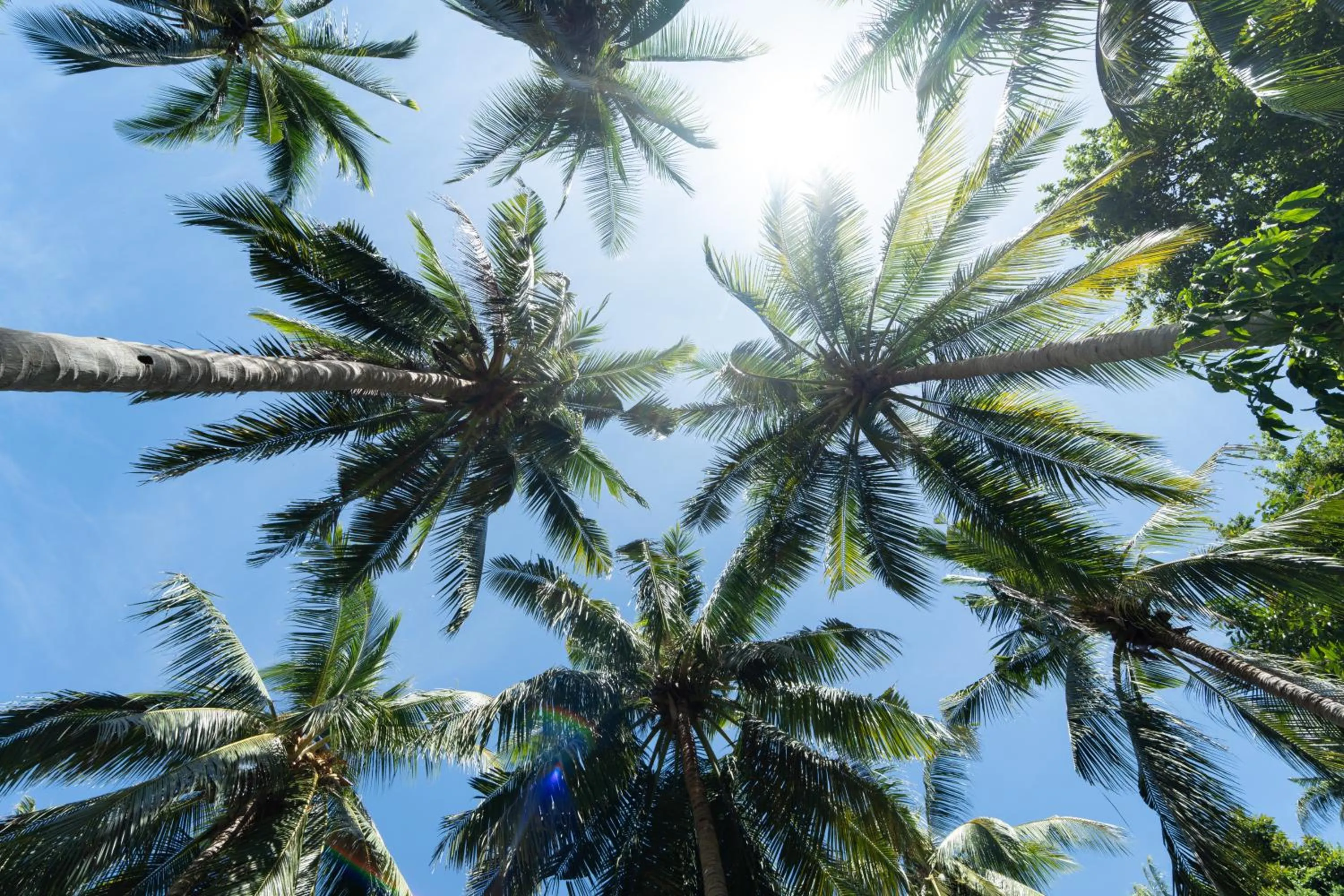 Garden in Coconut Bay Eco Resort