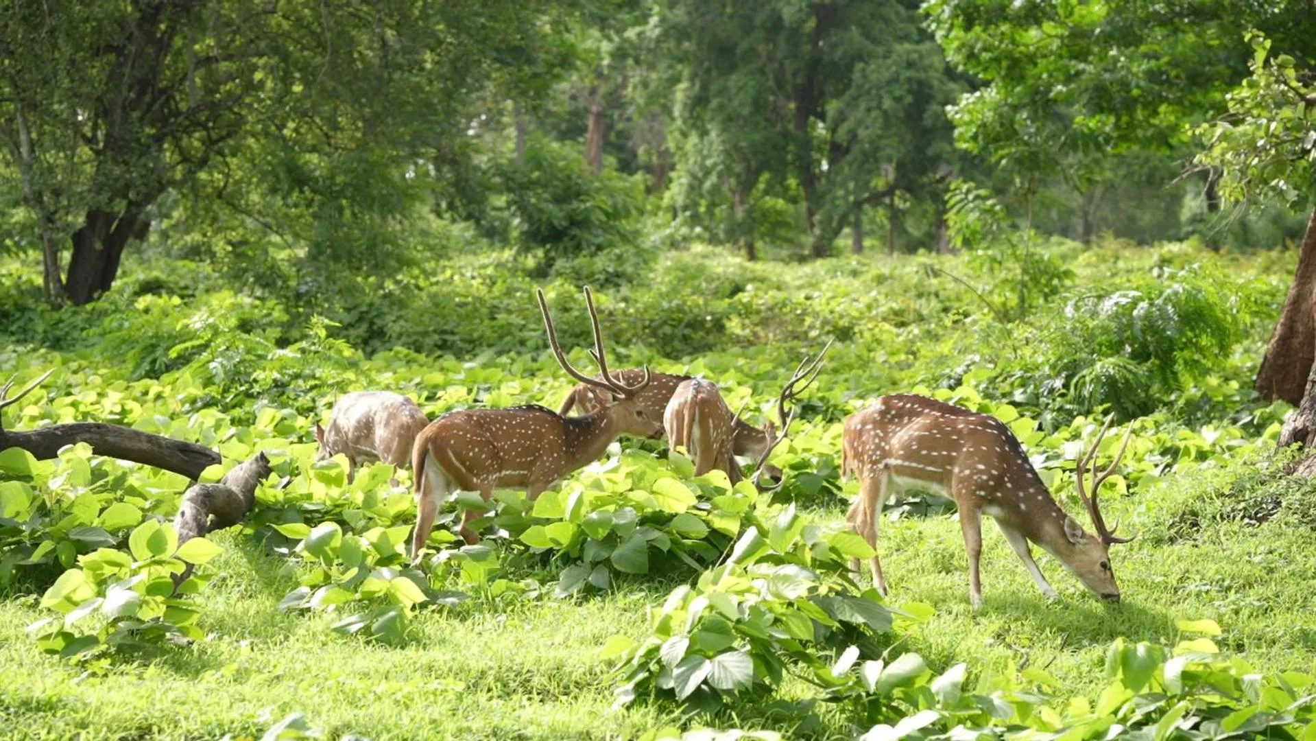 Neighbourhood in Wild Tusker Homestay Masinagudi by LexStays