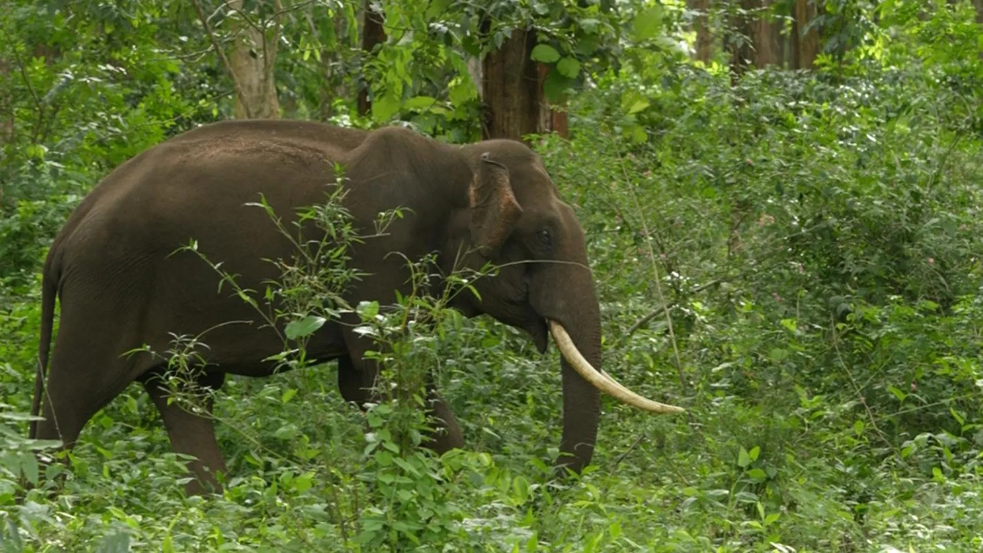 Natural landscape in Wild Tusker Homestay Masinagudi by LexStays