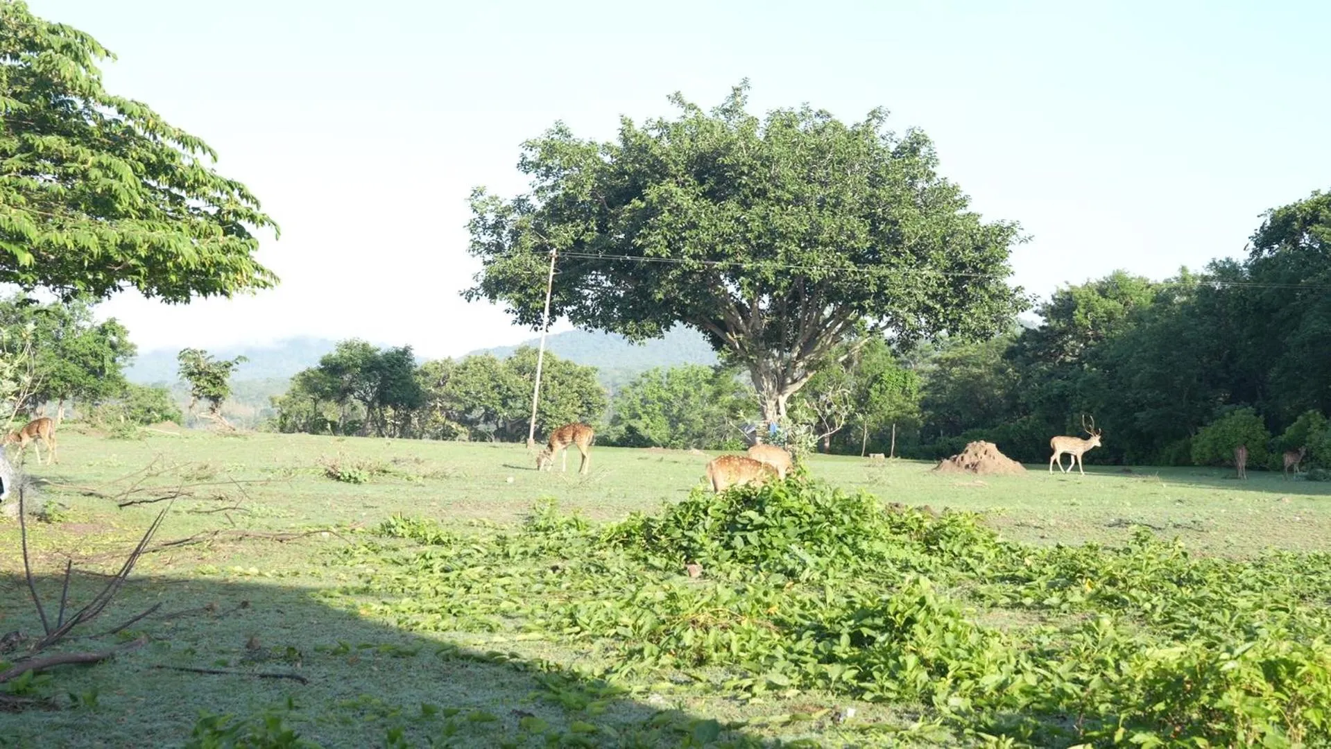Natural landscape in Wild Tusker Homestay Masinagudi by LexStays