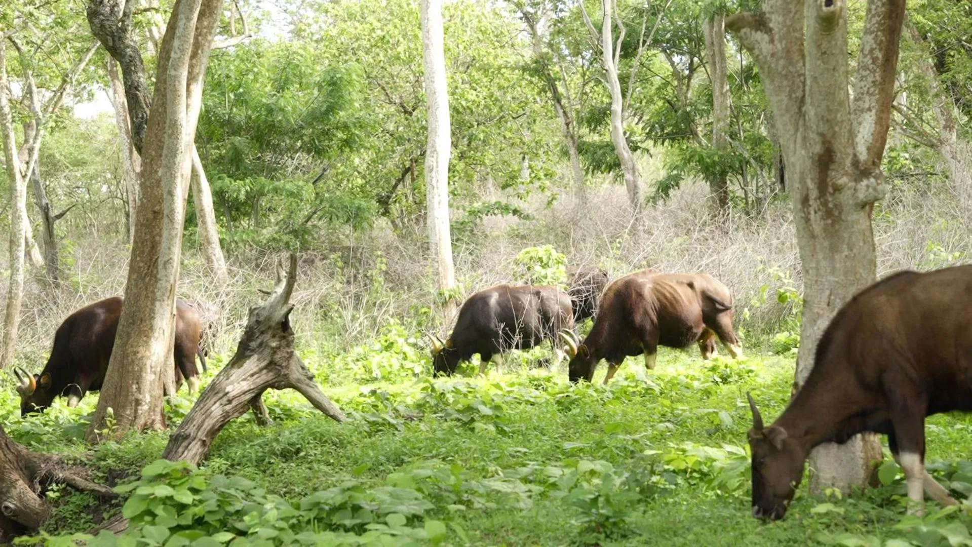 Neighbourhood in Wild Tusker Homestay Masinagudi by LexStays