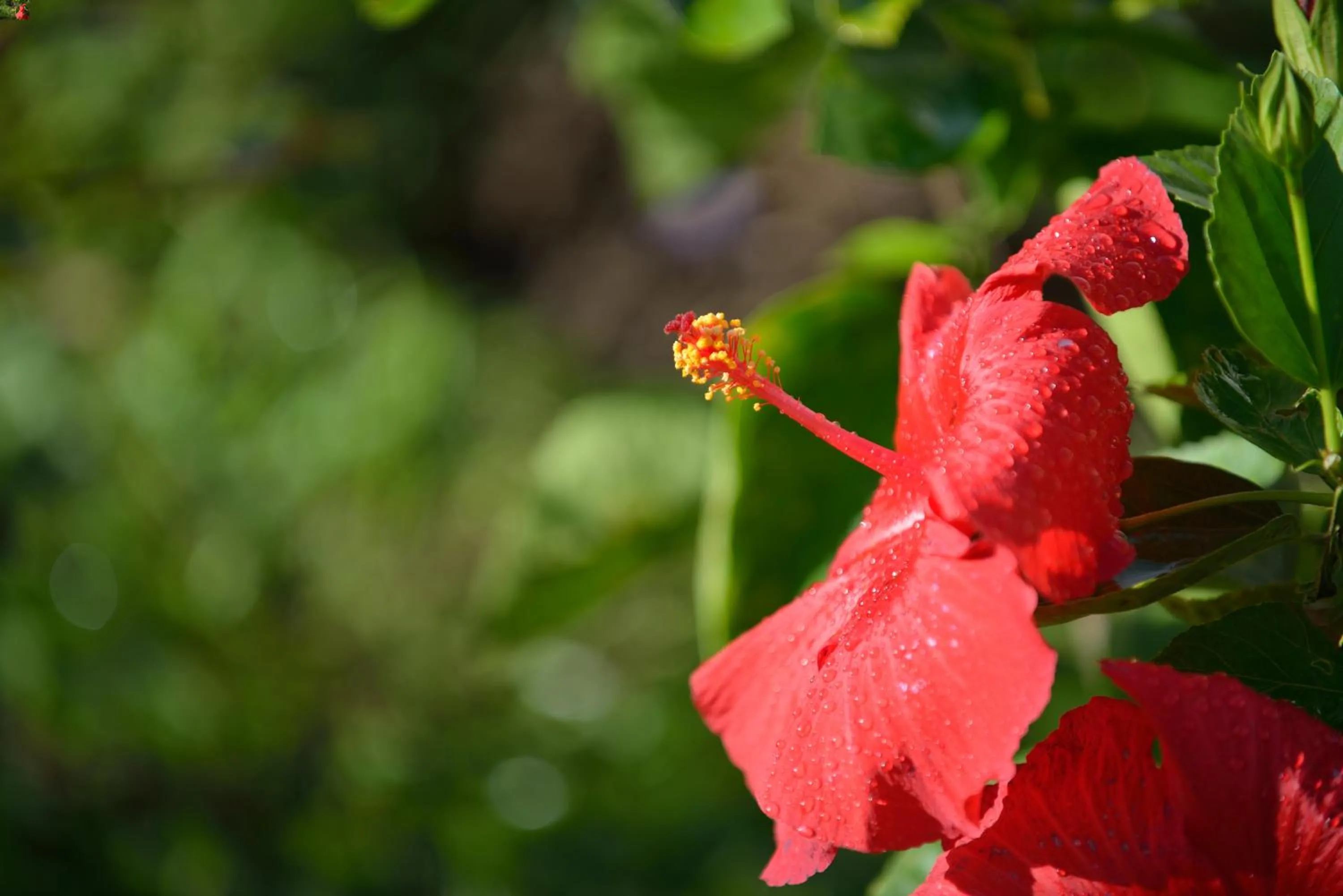 Other in Hotel Colibri