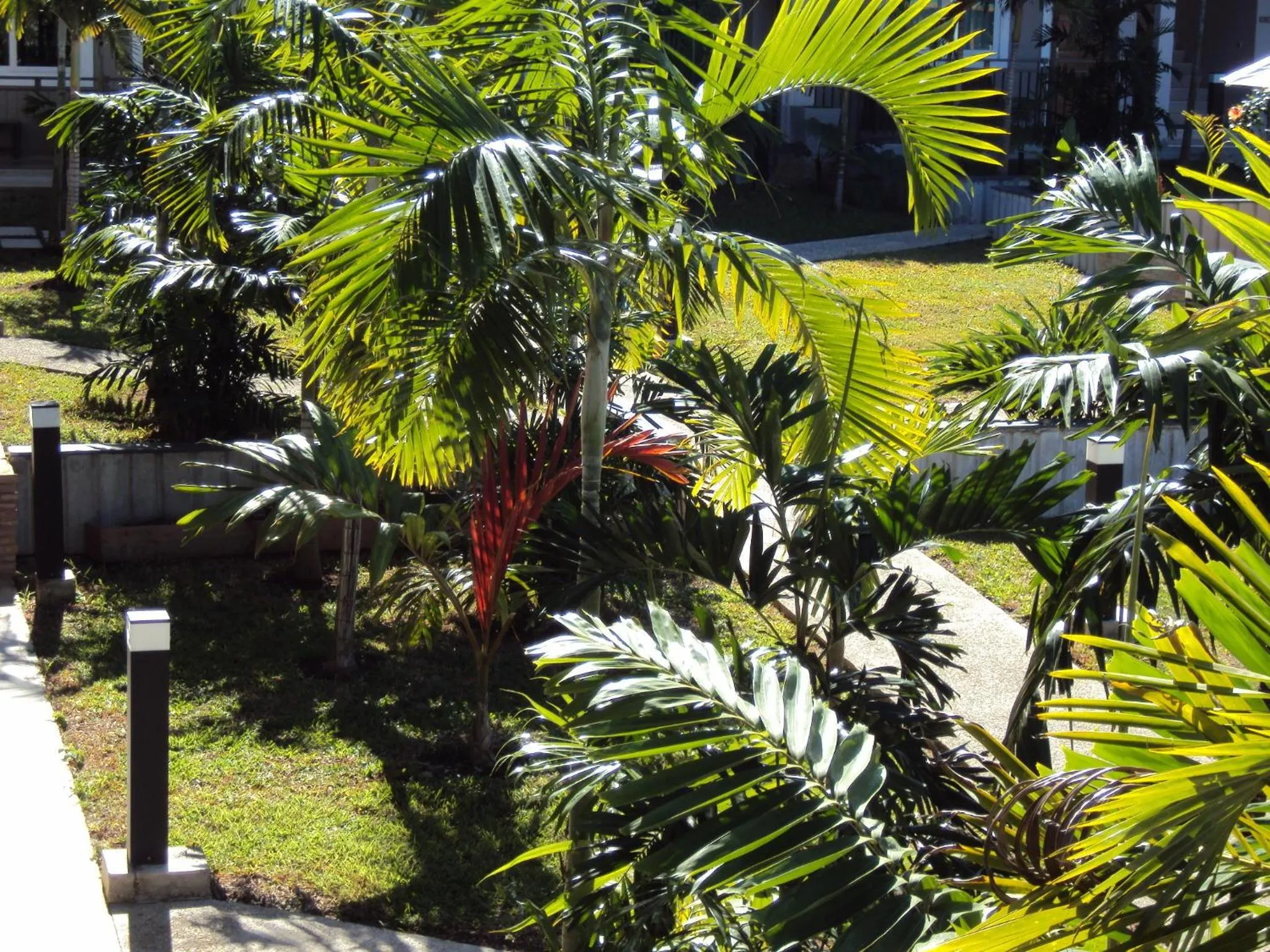 Garden in Hotel Colibri