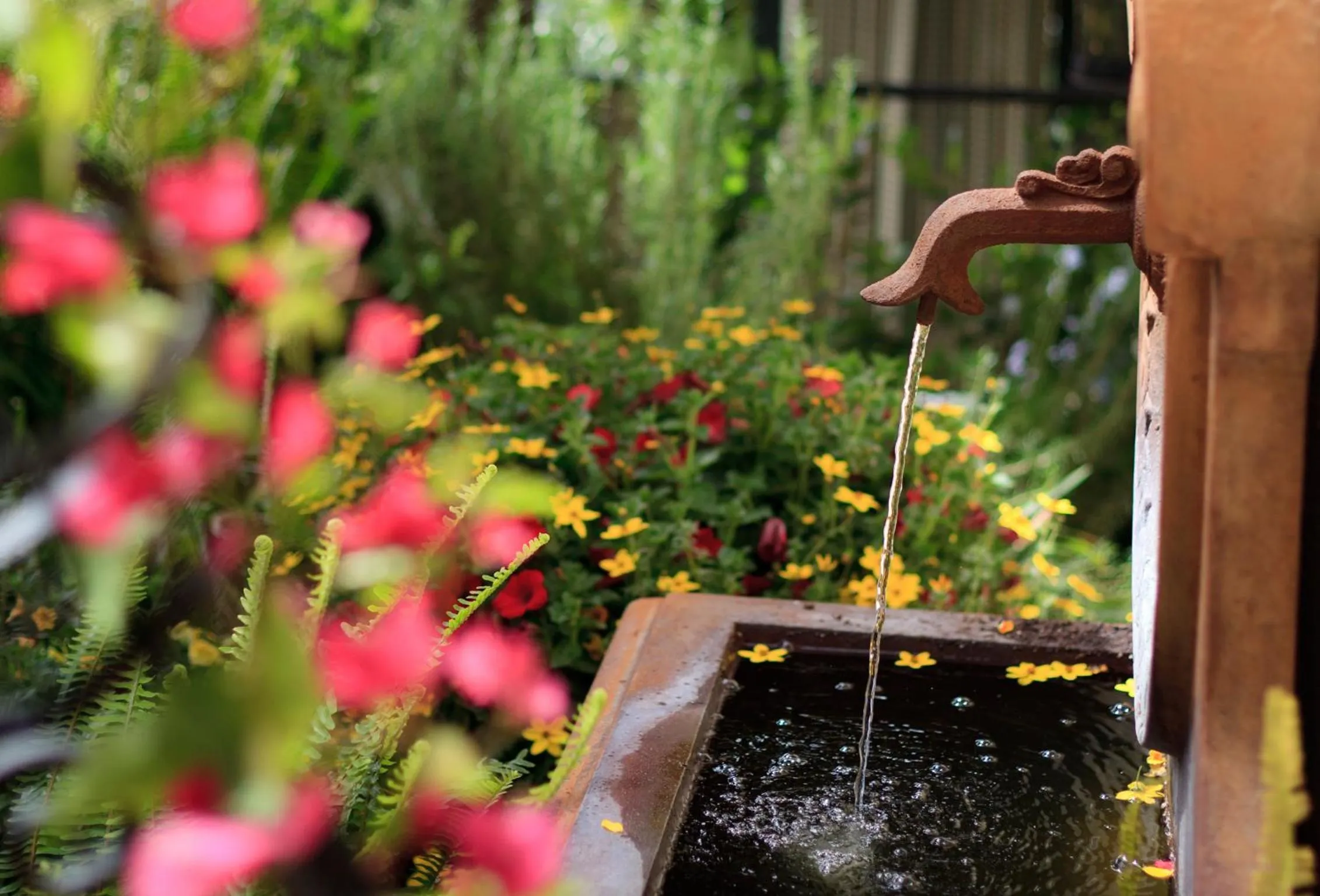 Garden in Casa Laguna Hotel & Spa
