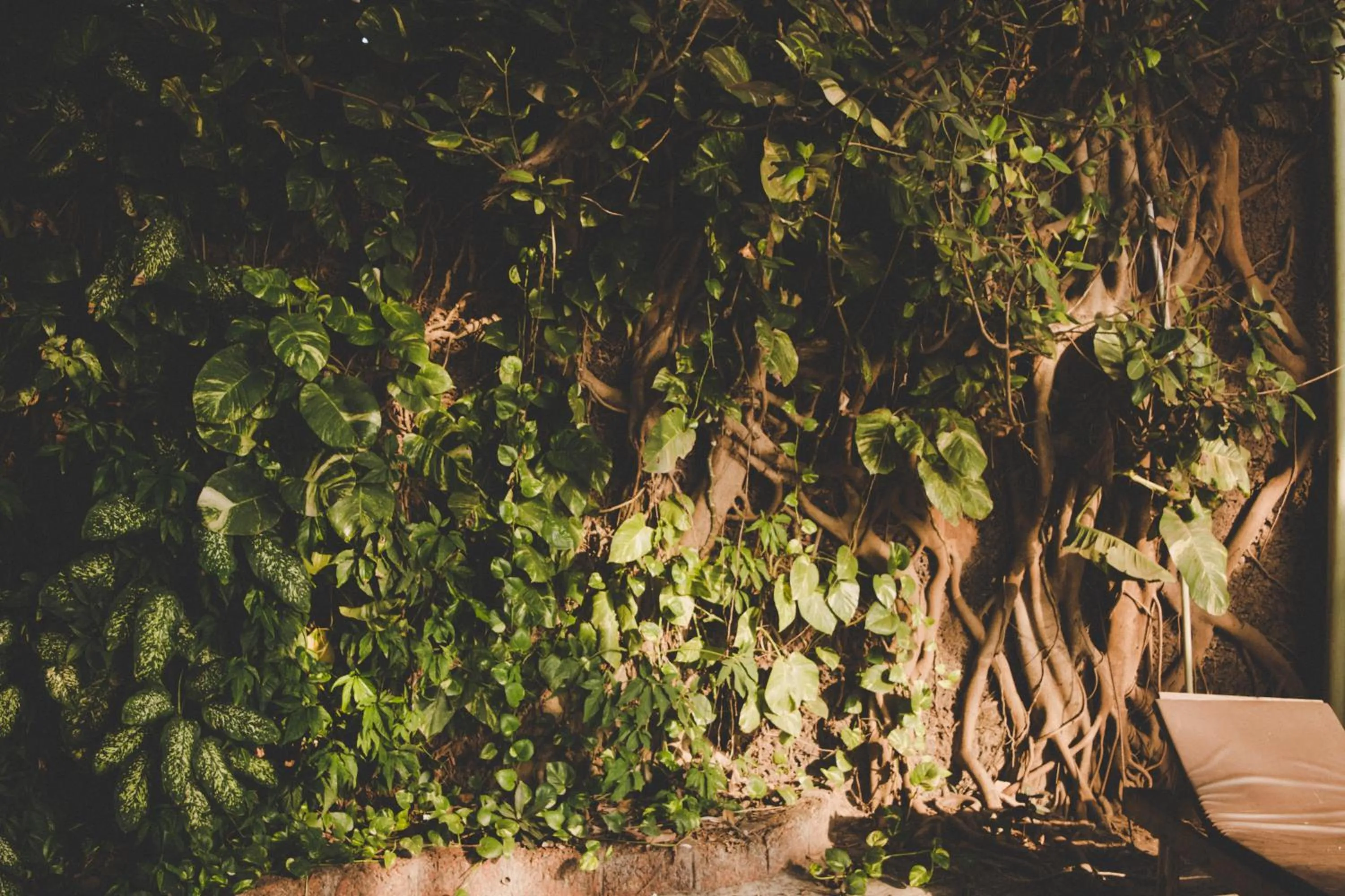 Garden in Anahata Retreat Beach Front Ashwem Goa