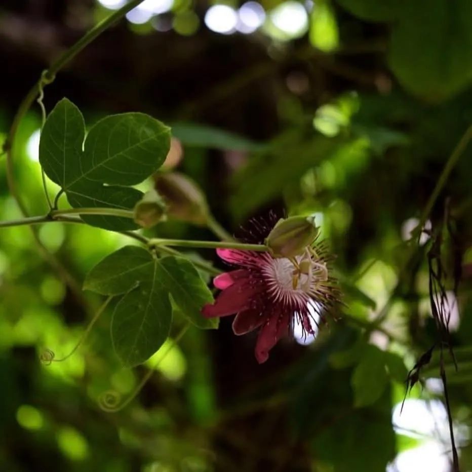 Anahata Retreat Beach Front Ashwem Goa