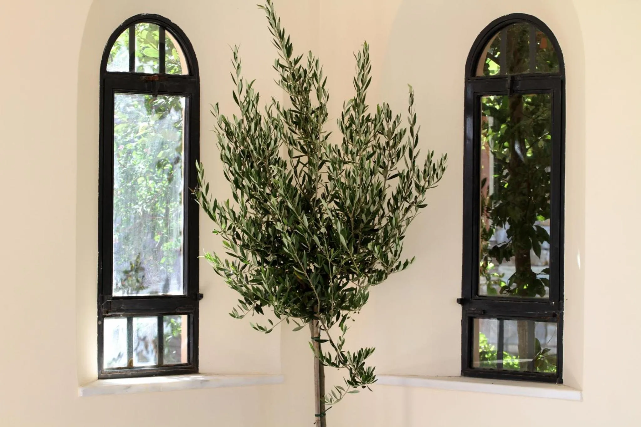 Garden in Villa Veneziano Lefkada