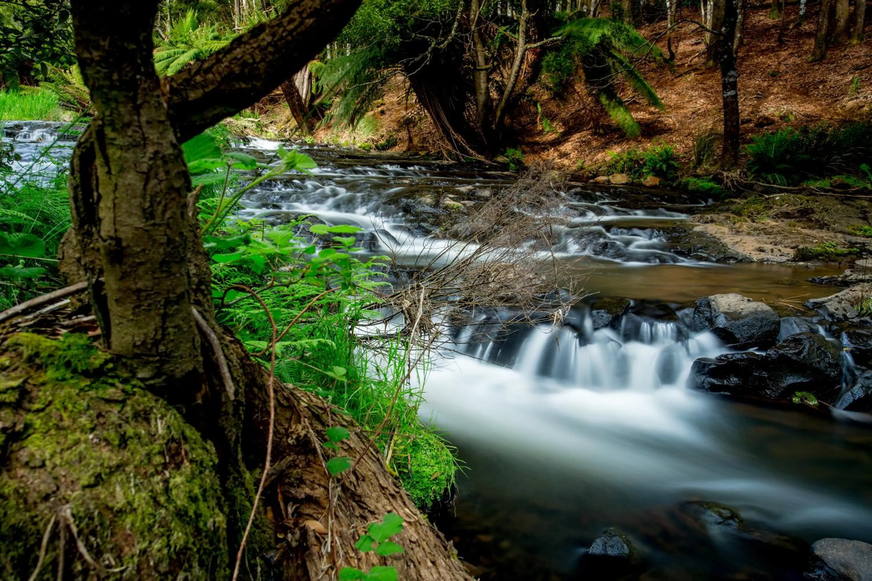 Natural landscape in BIG4 Tassie Getaway Park Ulverstone